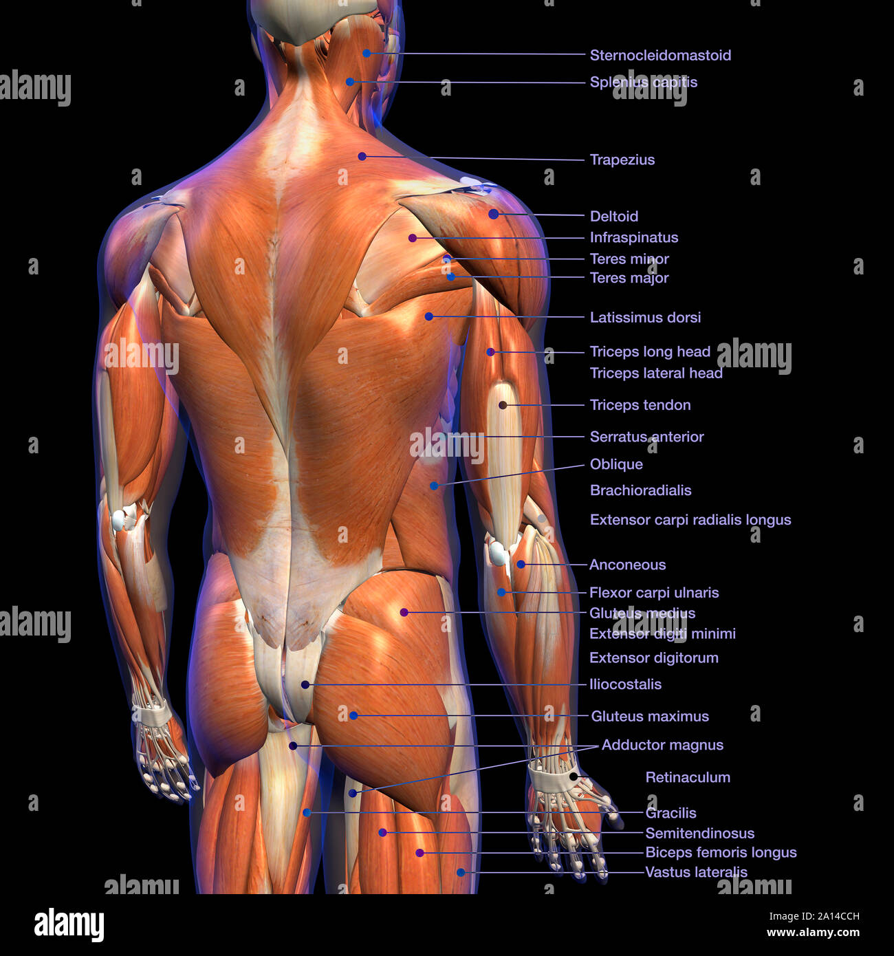 Labeled Anatomy Chart Of Male Back Muscles On Black Background Stock Photo Alamy