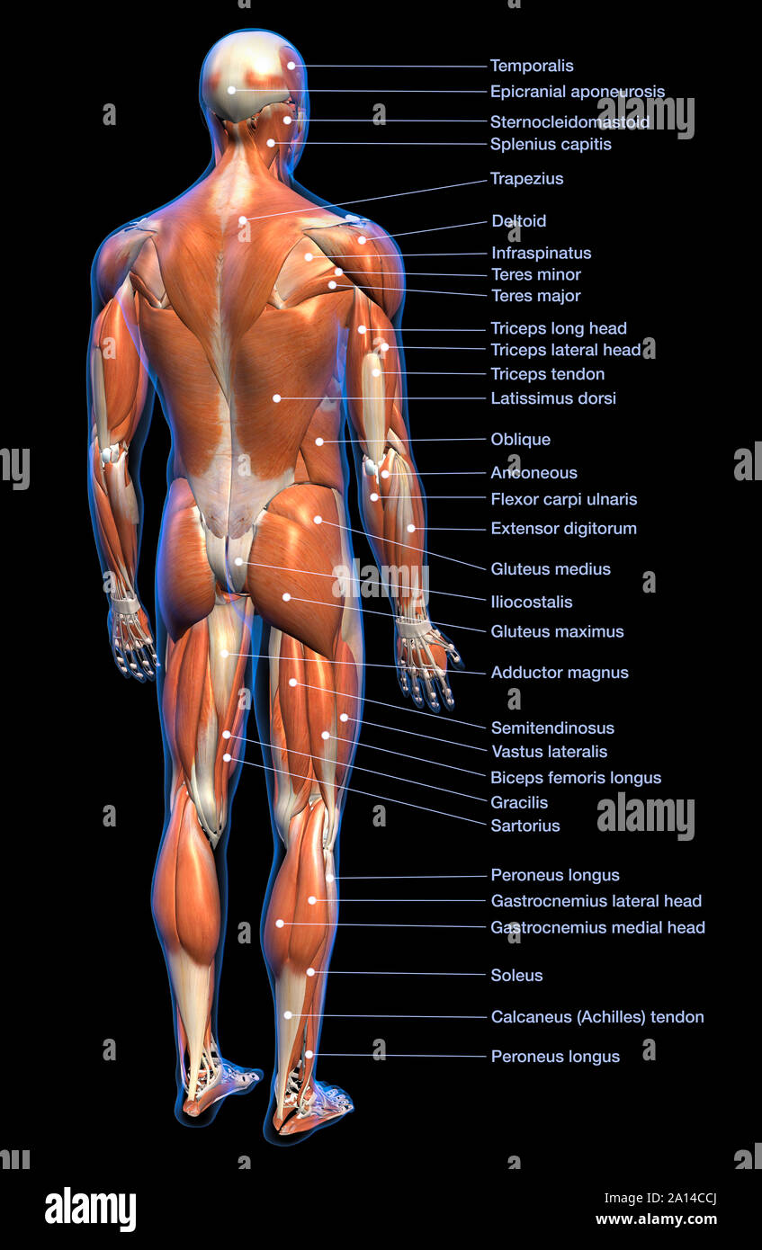 Whole Body Chart