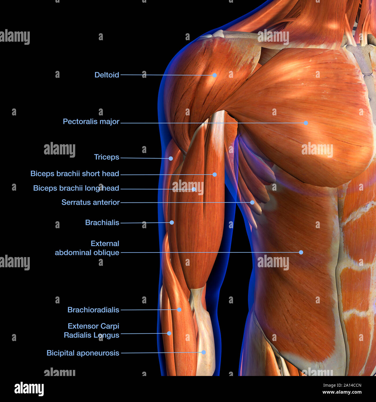 Labeled Anatomy Chart Of Male Biceps And Chest Muscle On Black Background Stock Photo Alamy