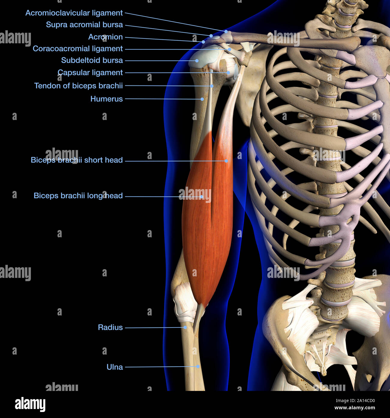 Labeled anatomy chart of male biceps muscle and shoulder ligaments, black background. Stock Photo
