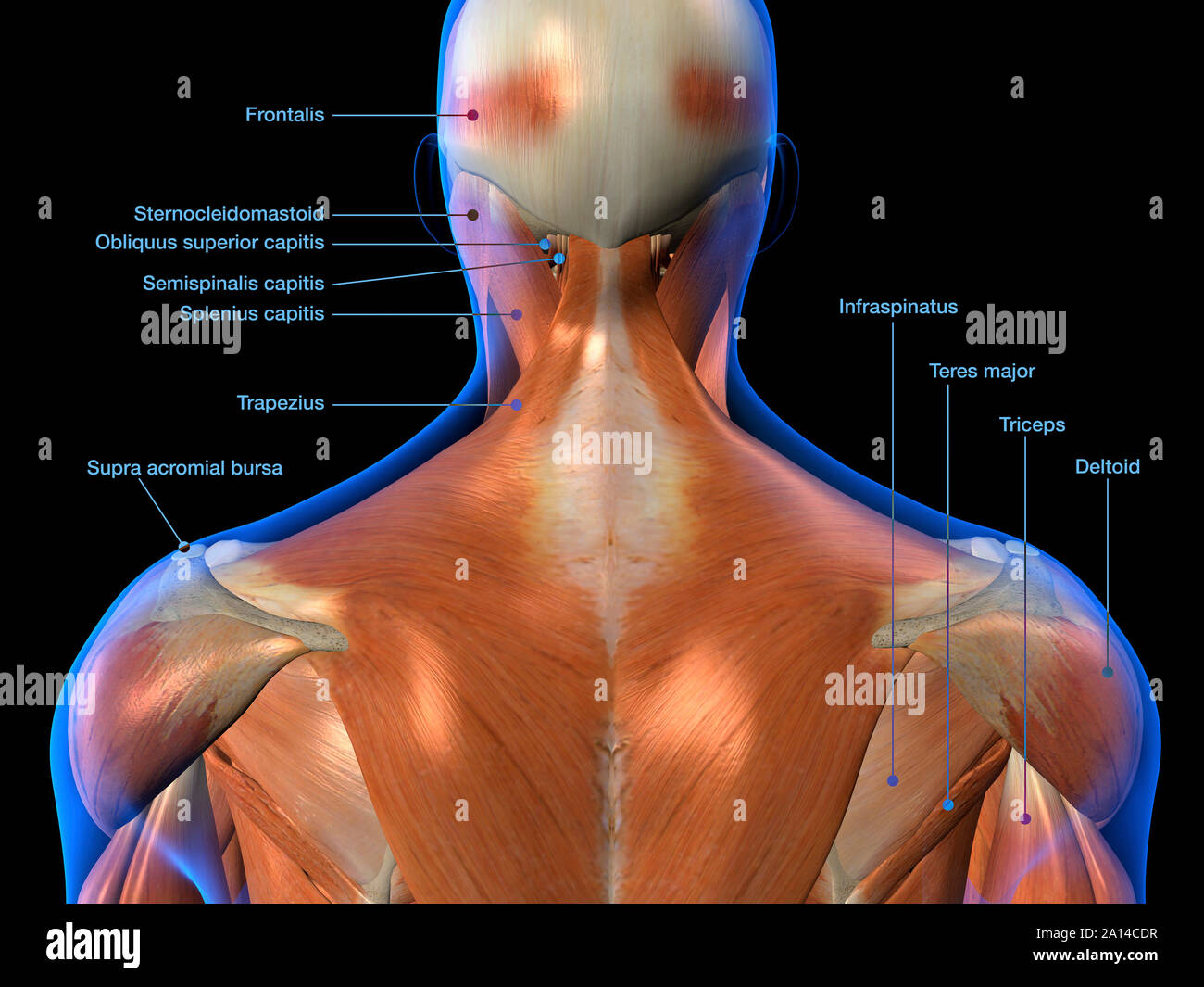 Labeled anatomy chart of neck and back muscles on black background. Stock Photo