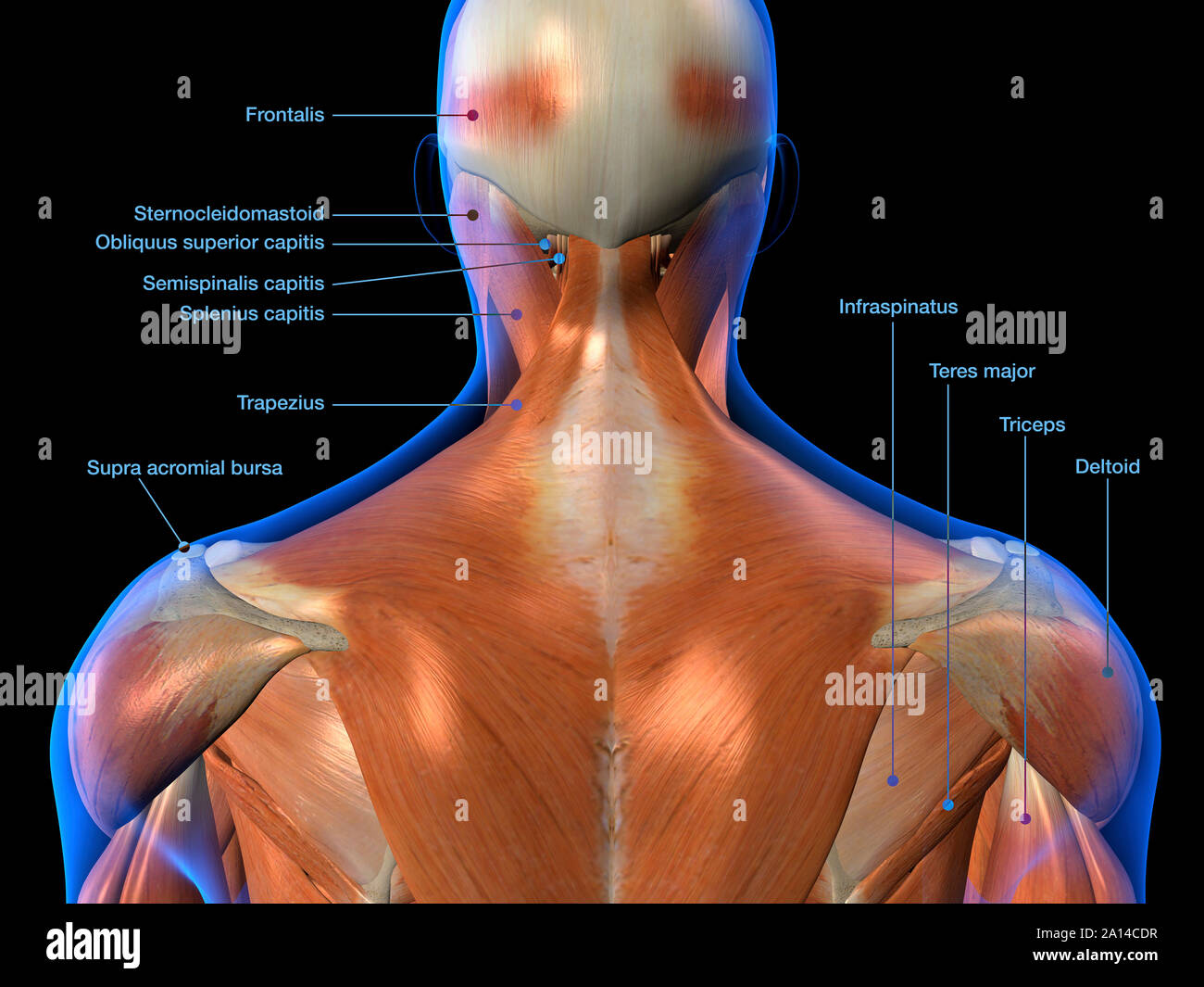 Back Anatomy Chart