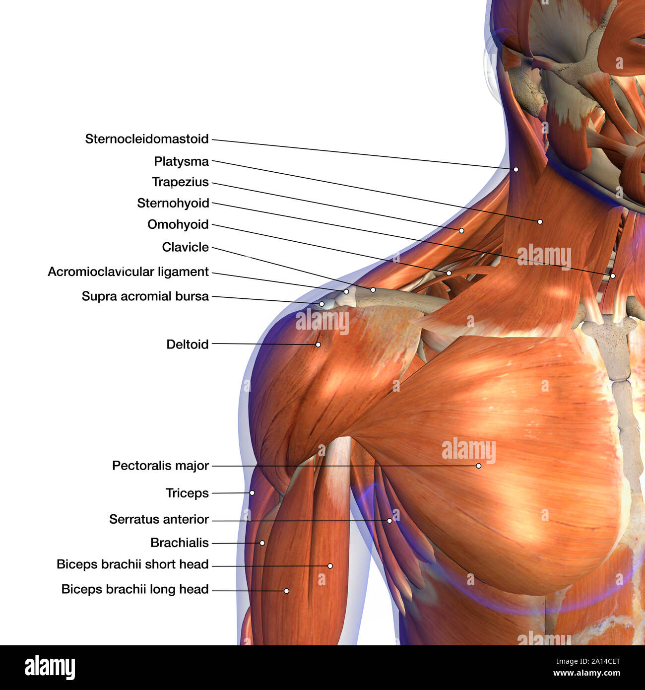 Labeled anatomy chart of neck and shoulder muscles, on white background. Stock Photo