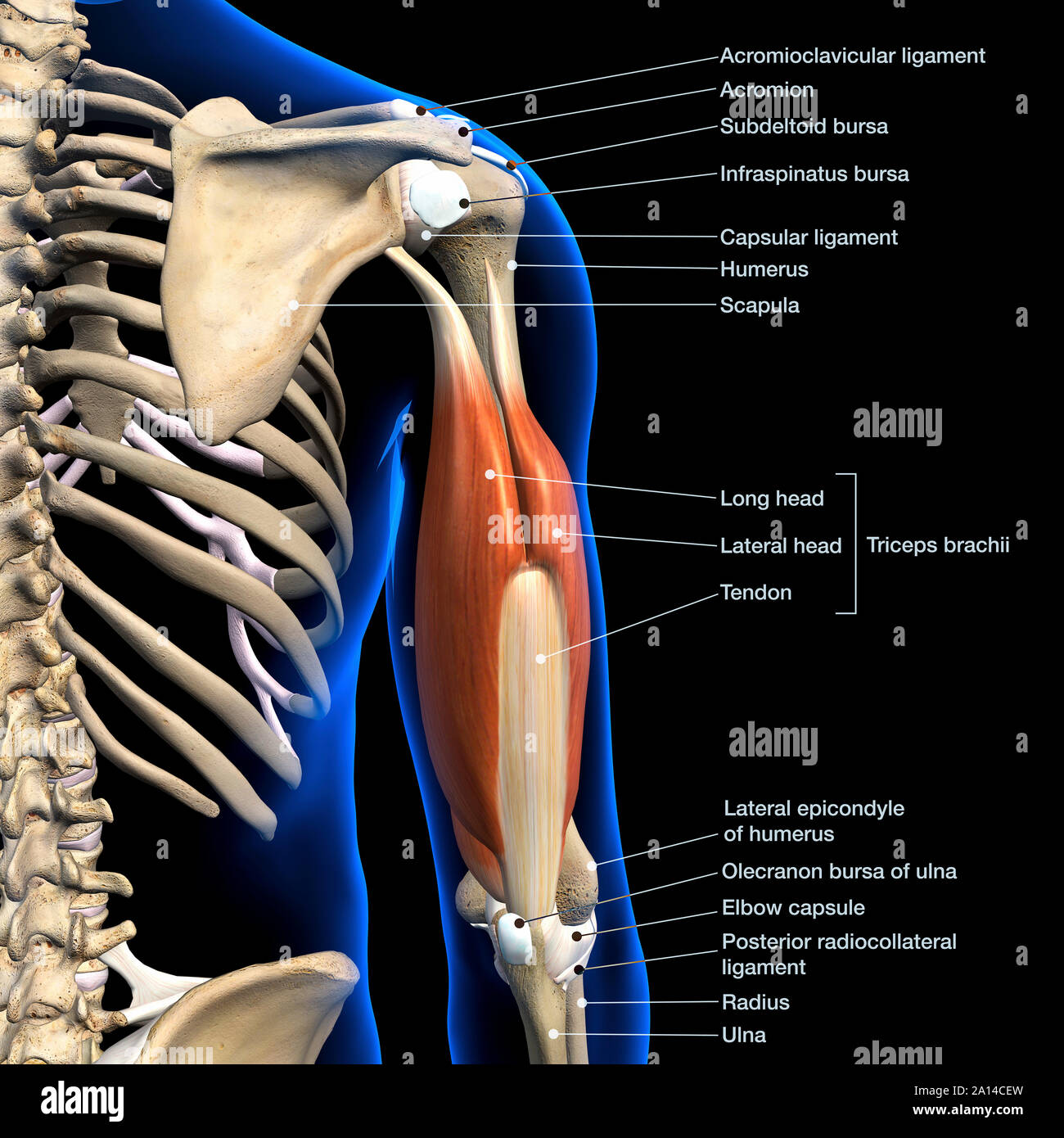 Labeled anatomy chart of male triceps muscles, connective tissue and bones, on black background. Stock Photo