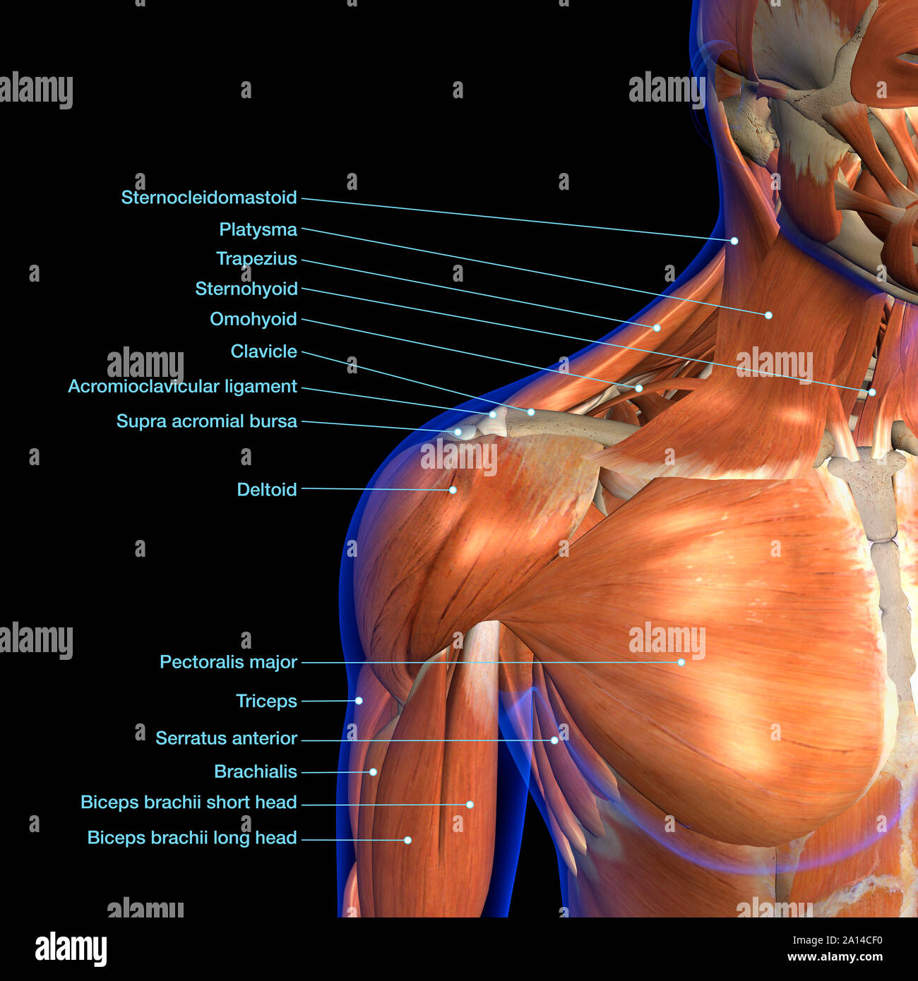 Labeled anatomy chart of neck and shoulder muscles, on black background. Stock Photo