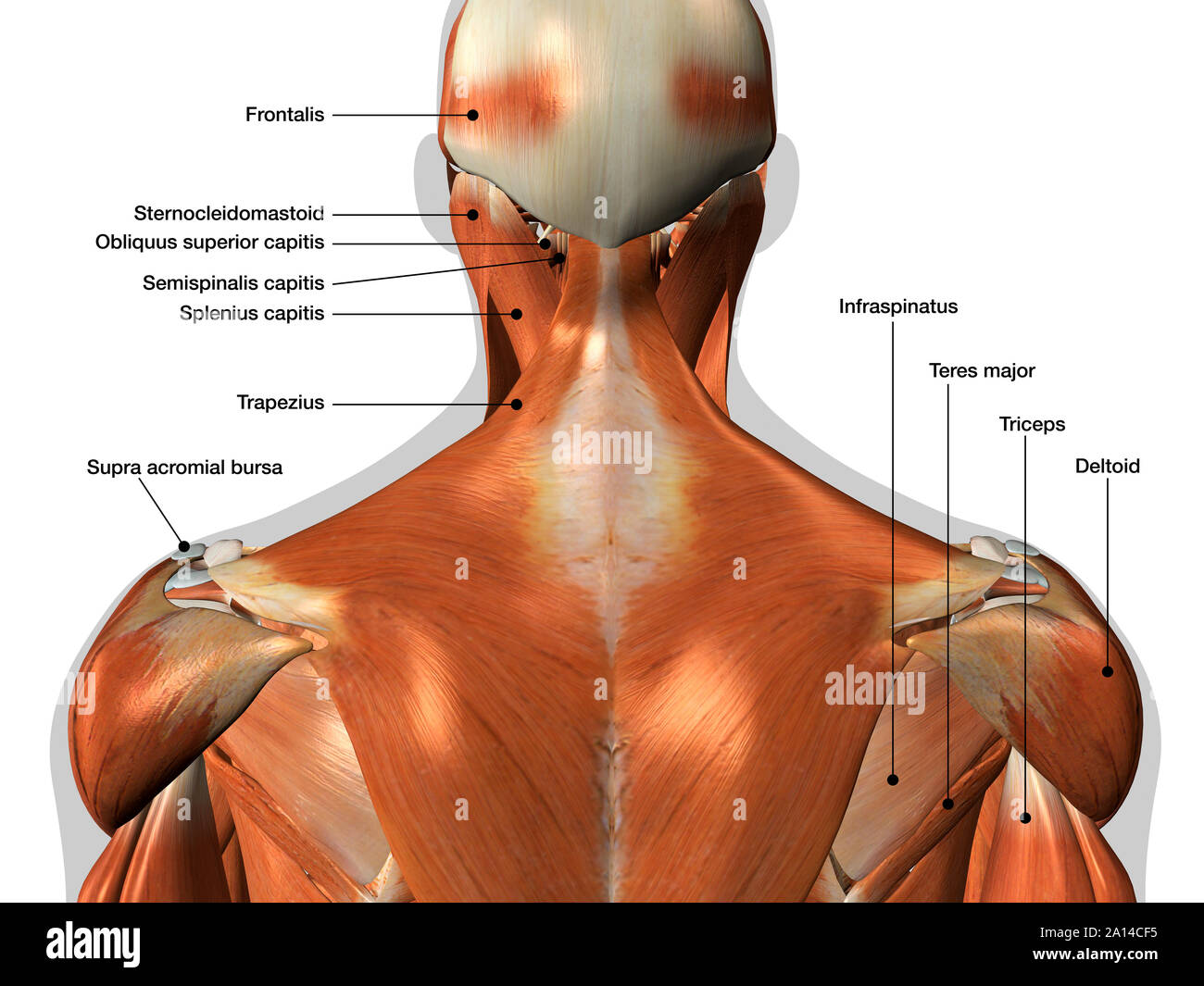 Labeled Anatomy Chart Of Neck And Back Muscles On White Background Stock Photo Alamy