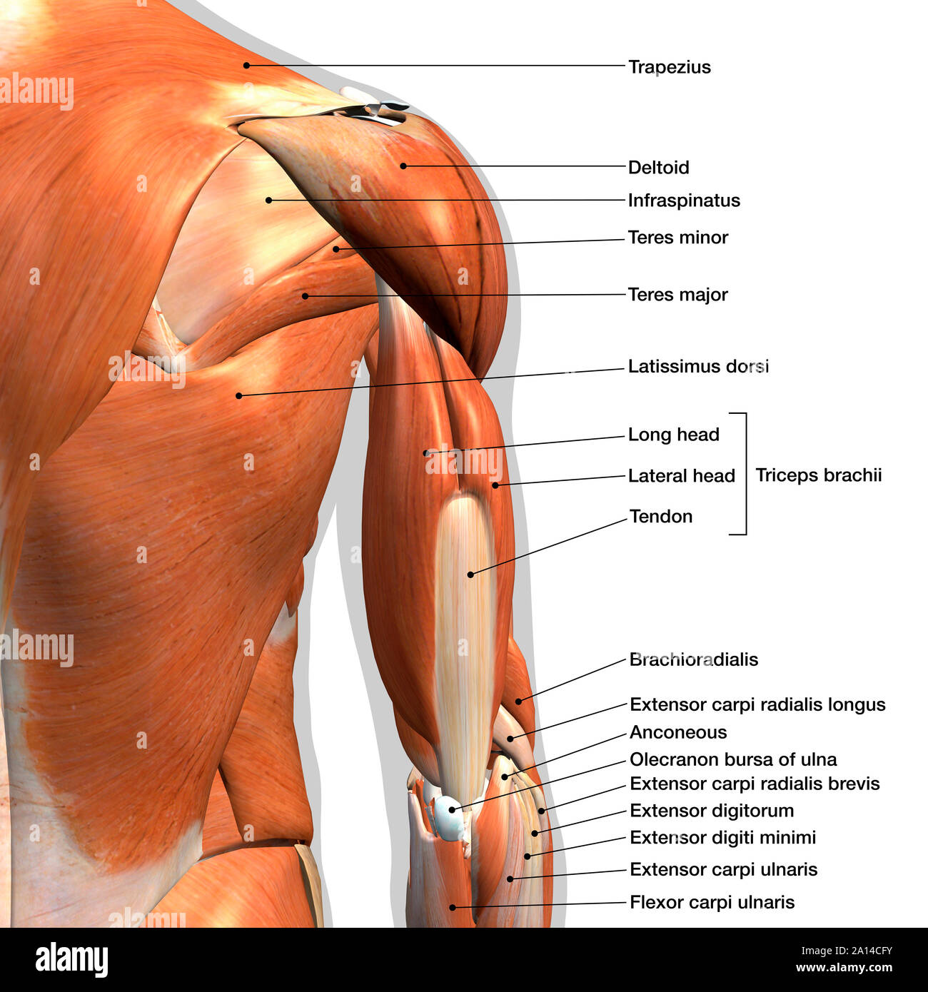 Labeled Back Of Arm Muscle