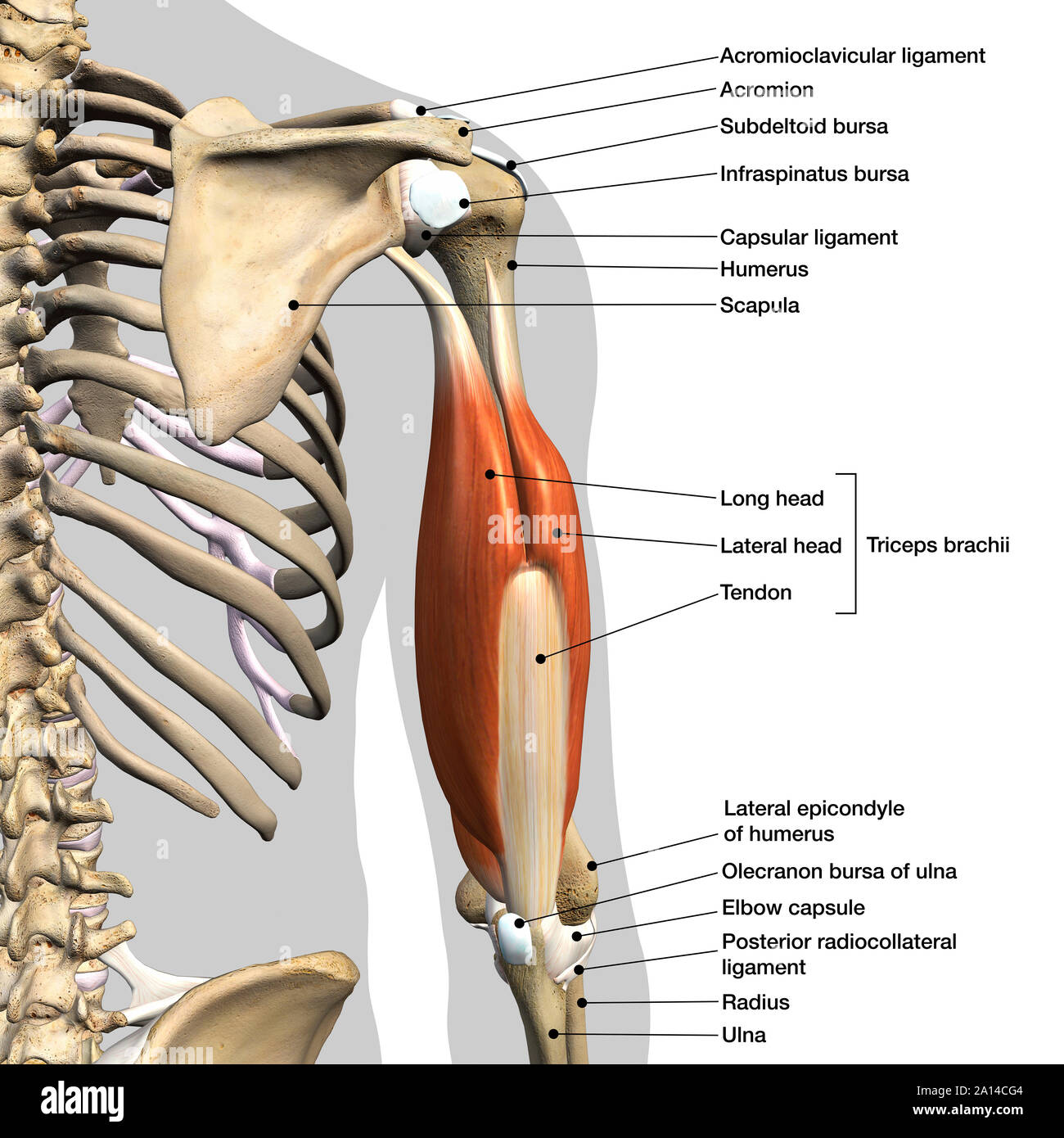 Labeled anatomy chart of male triceps muscles, connective tissue and bones, on white background. Stock Photo
