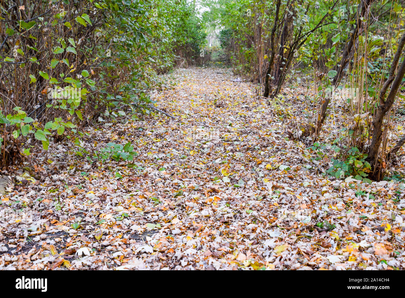 The path strewn with autumn yellow leaves of trees. Autumn alley Stock ...