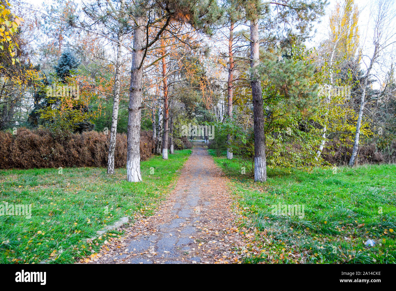 The path strewn with autumn yellow leaves of trees. Autumn alley Stock ...