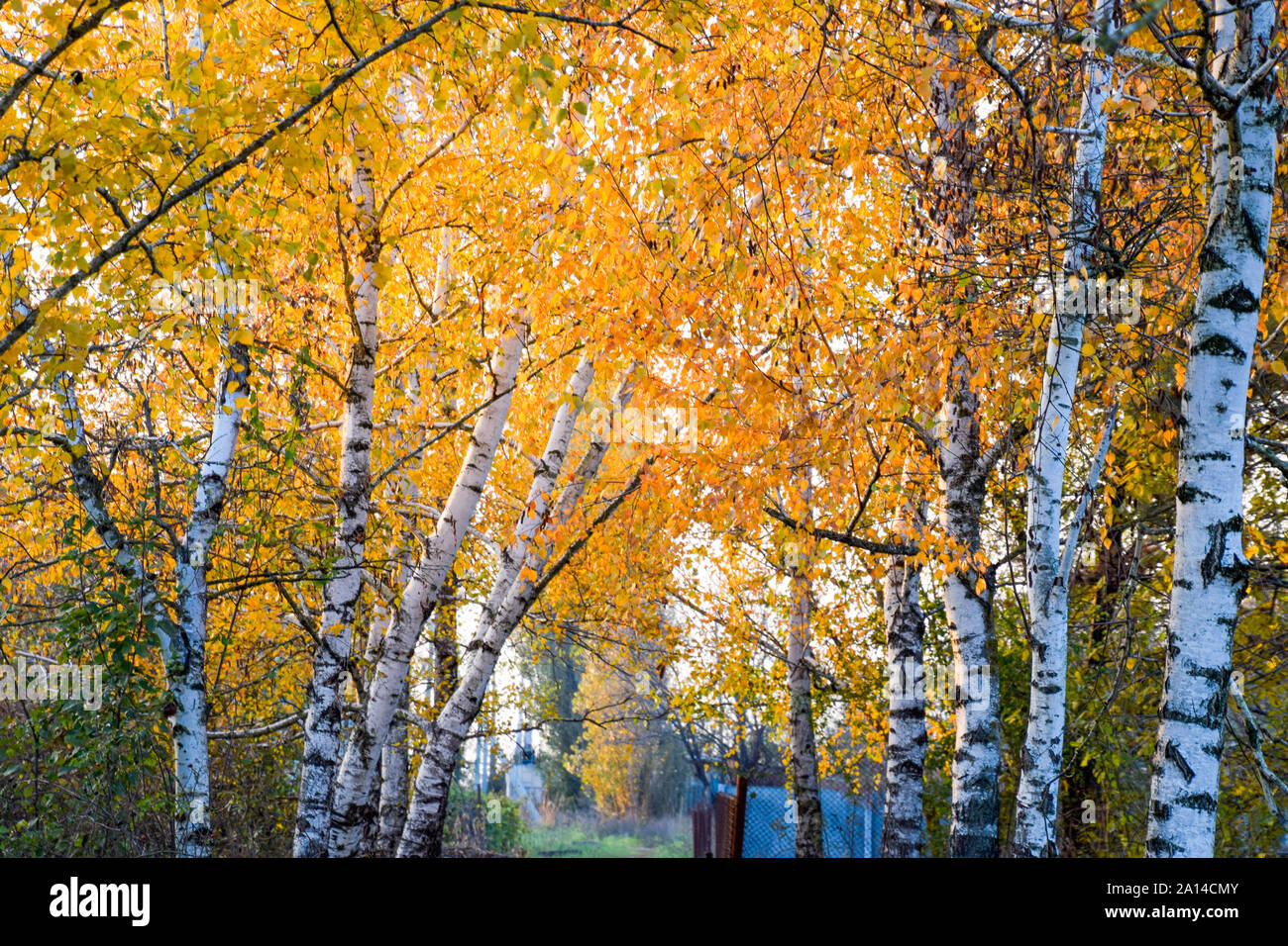 The path strewn with autumn yellow leaves of trees. Autumn alley Stock ...