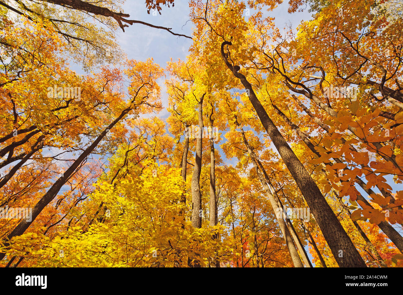 Fall Colors in Brown County State Park Stock Photo Alamy