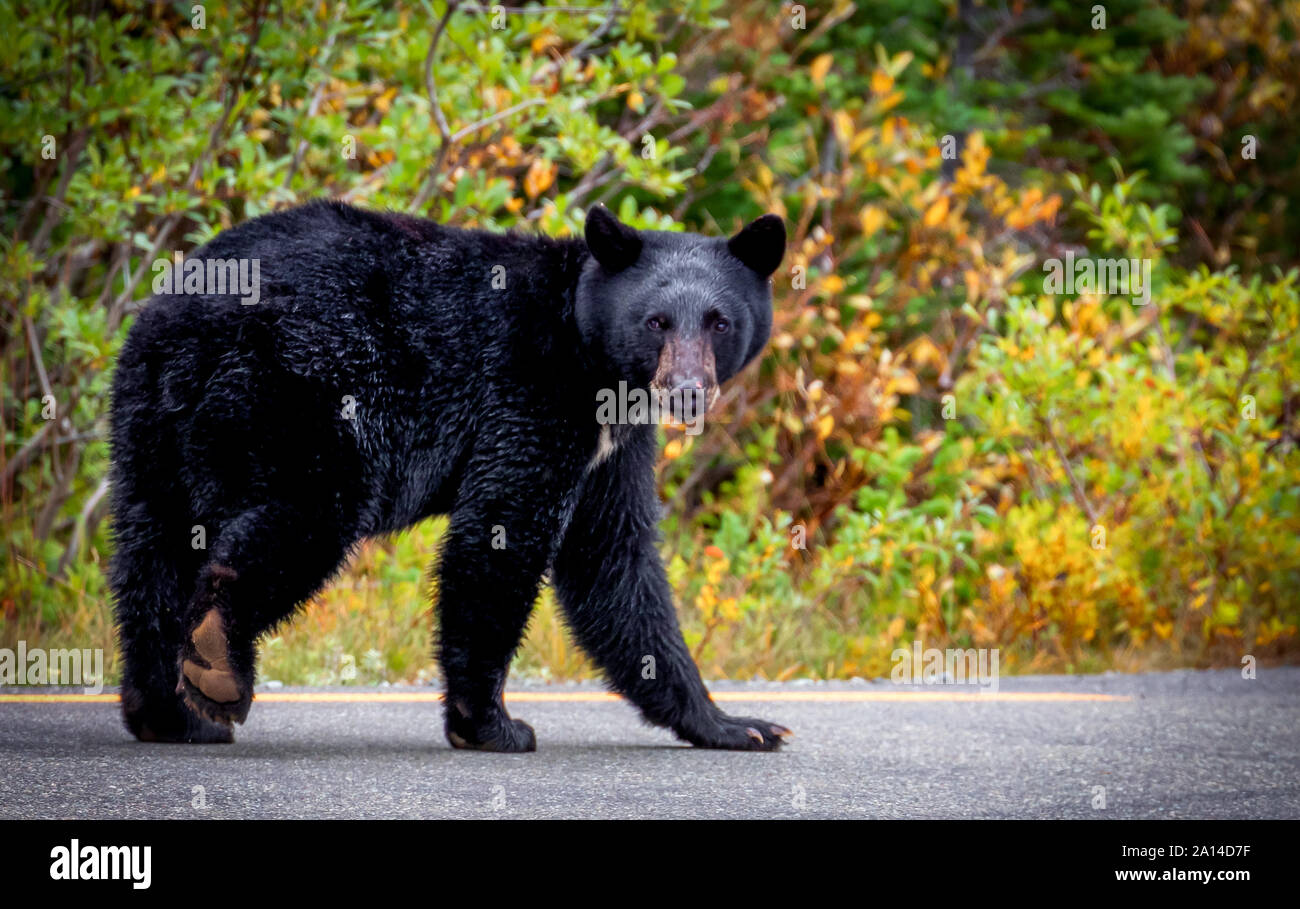 Black Bear on road Mt Rainier, Washington Stock Photo
