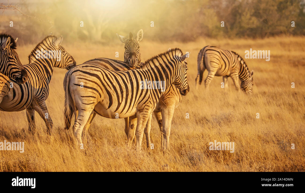 Golden morning light and a herd of Burchell's zebras (Equus burchelli) in the dry grass of Etosha National Park, Namibia. Stock Photo