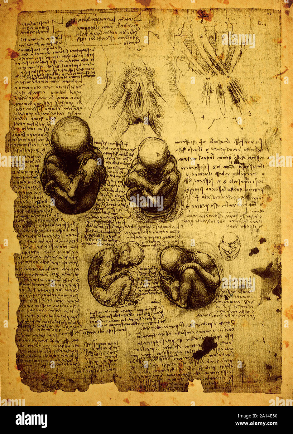 Close up of Old anatomy drawings by Leonardo Da Vinci Stock Photo Alamy