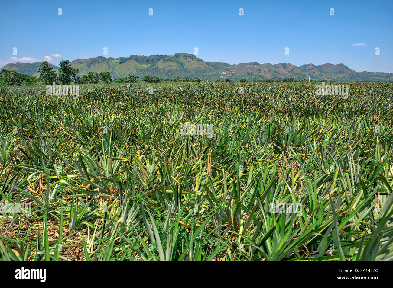 Pineapple plantation at Malaybalay, Bukidnon, Philippines Stock Photo