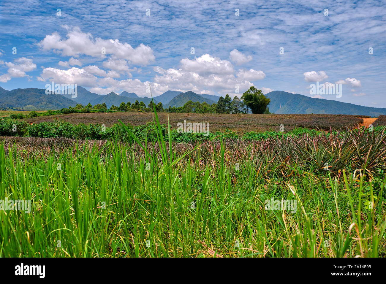 Pineapple plantation at Malaybalay, Bukidnon, Philippines Stock Photo