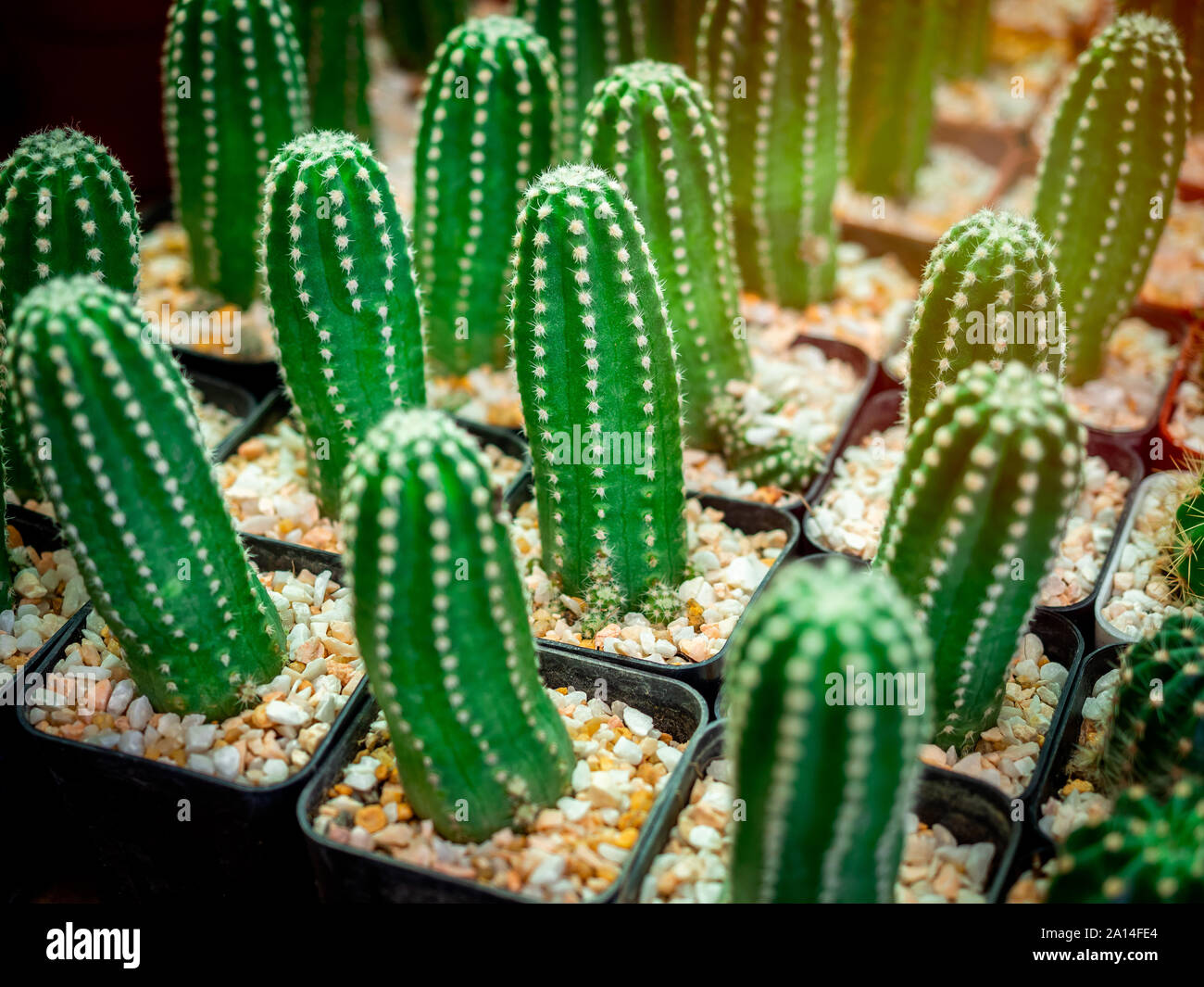 Cactus breeding. Beautiful cactus in plastic pot in cactus farm shop. Stock Photo