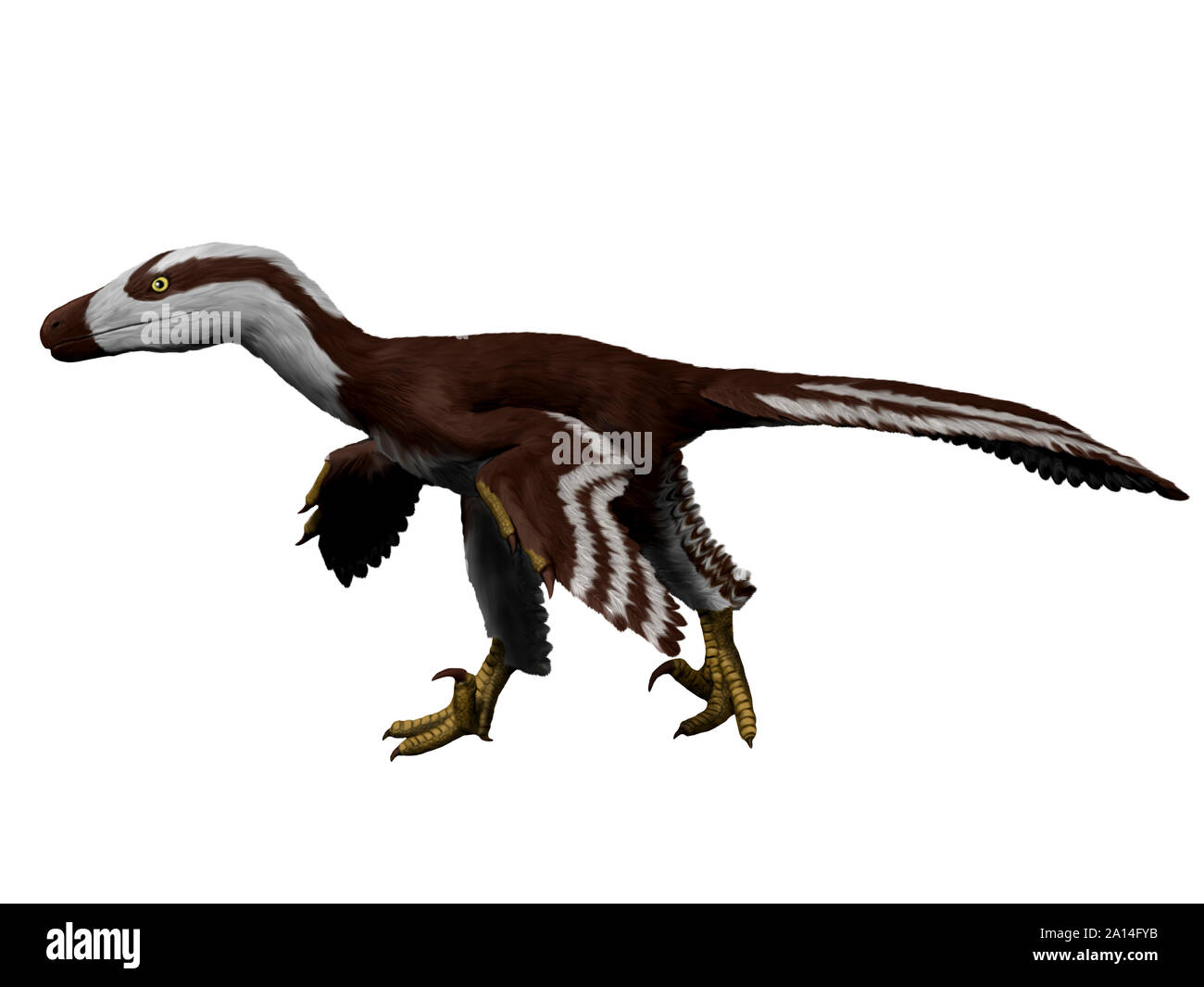 Acheroraptor temertyorum, white background. Stock Photo