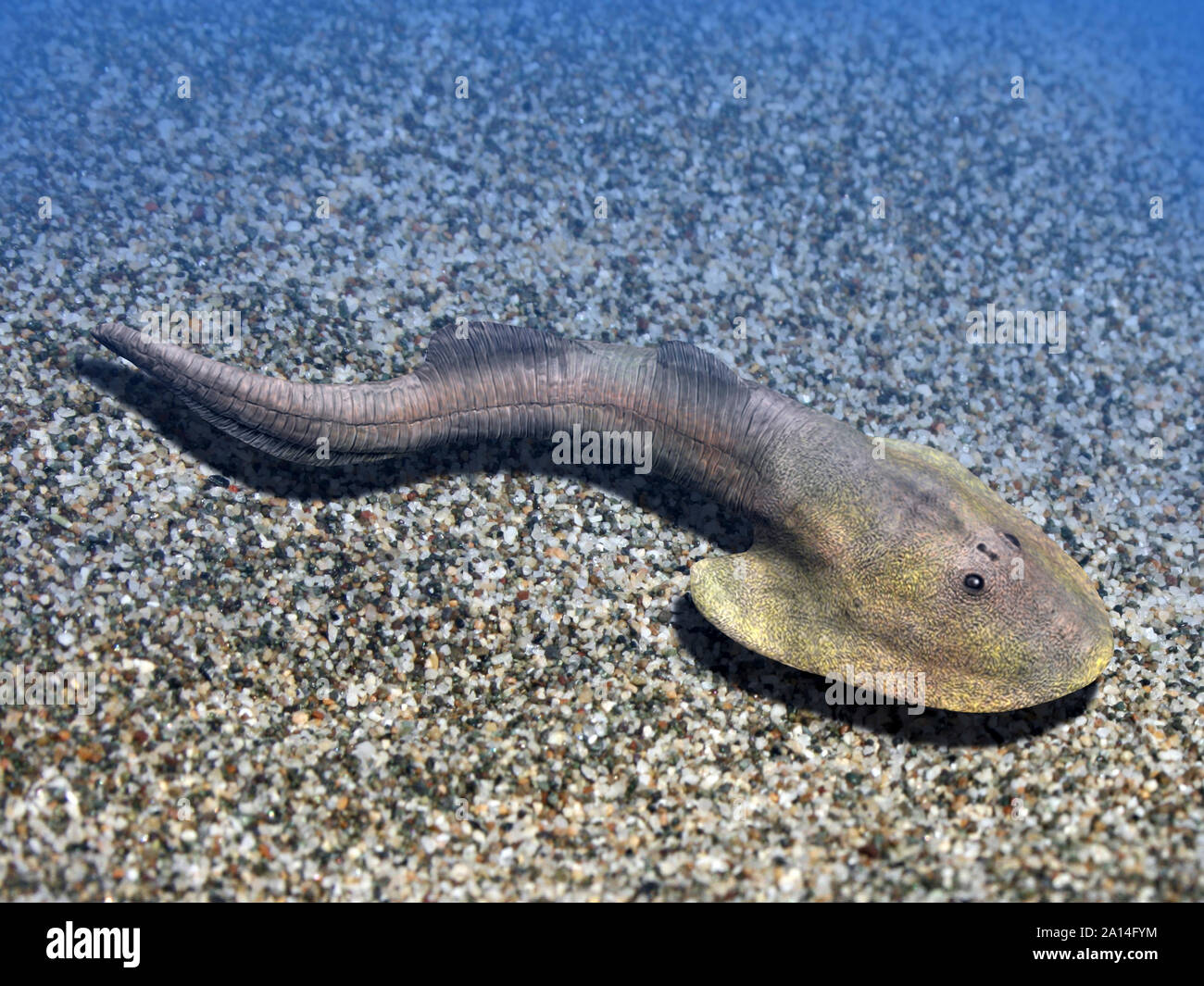 Ateleaspis tesselata swimming on the sandy bottom. Stock Photo