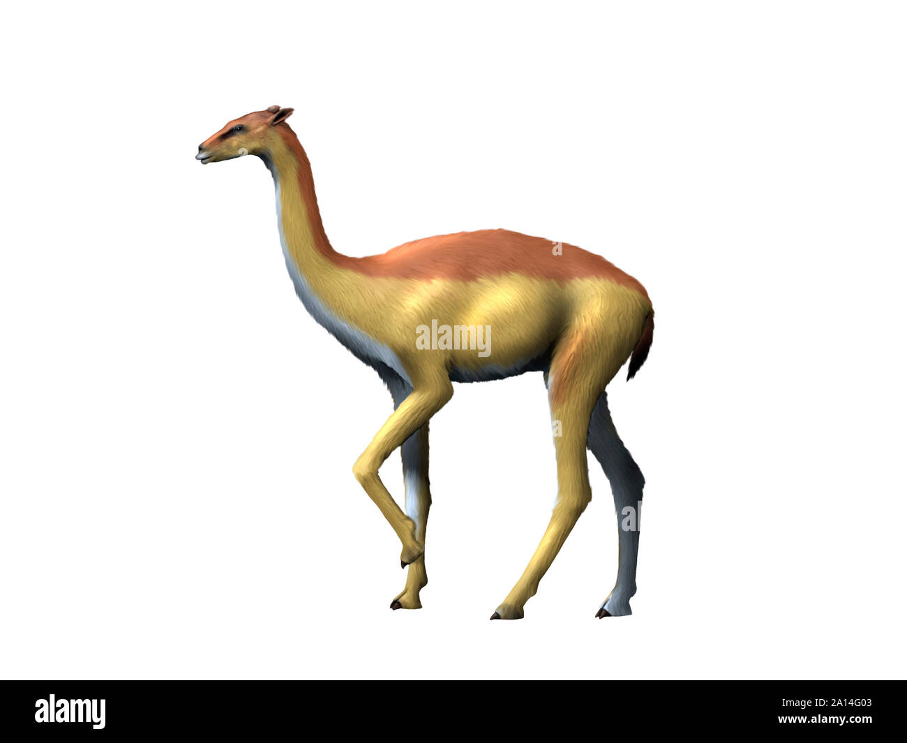 Aepycamelus giraffinus, camel, Miocene of Colorado. Stock Photo