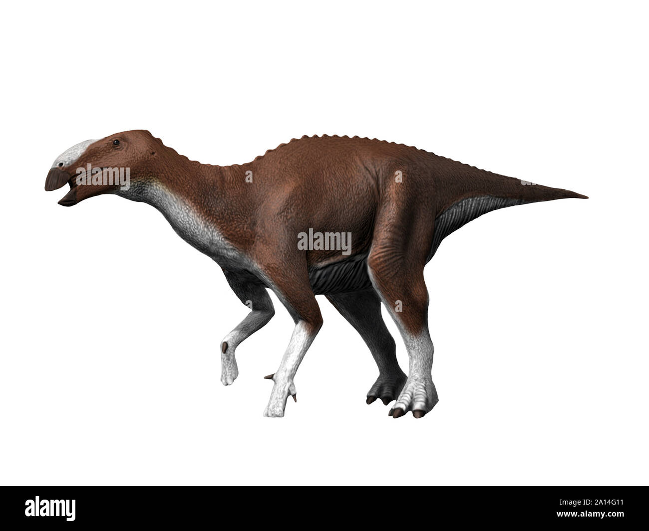 Eotrachodon orientalis dinosaur, white background. Stock Photo