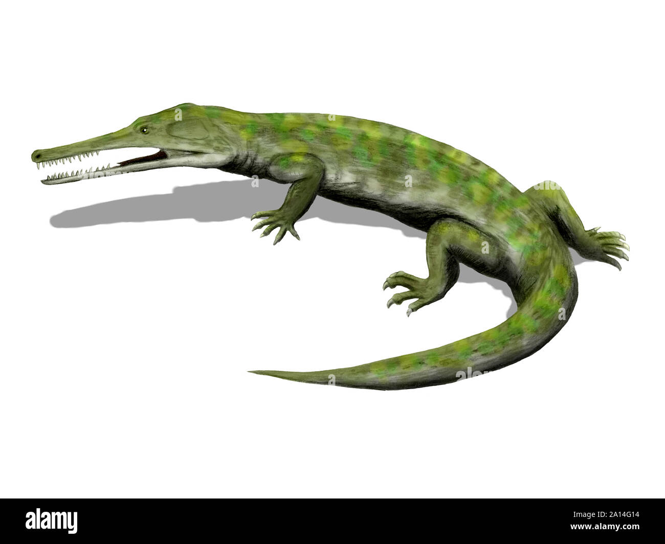 Champsosaurus natator, white background. Stock Photo