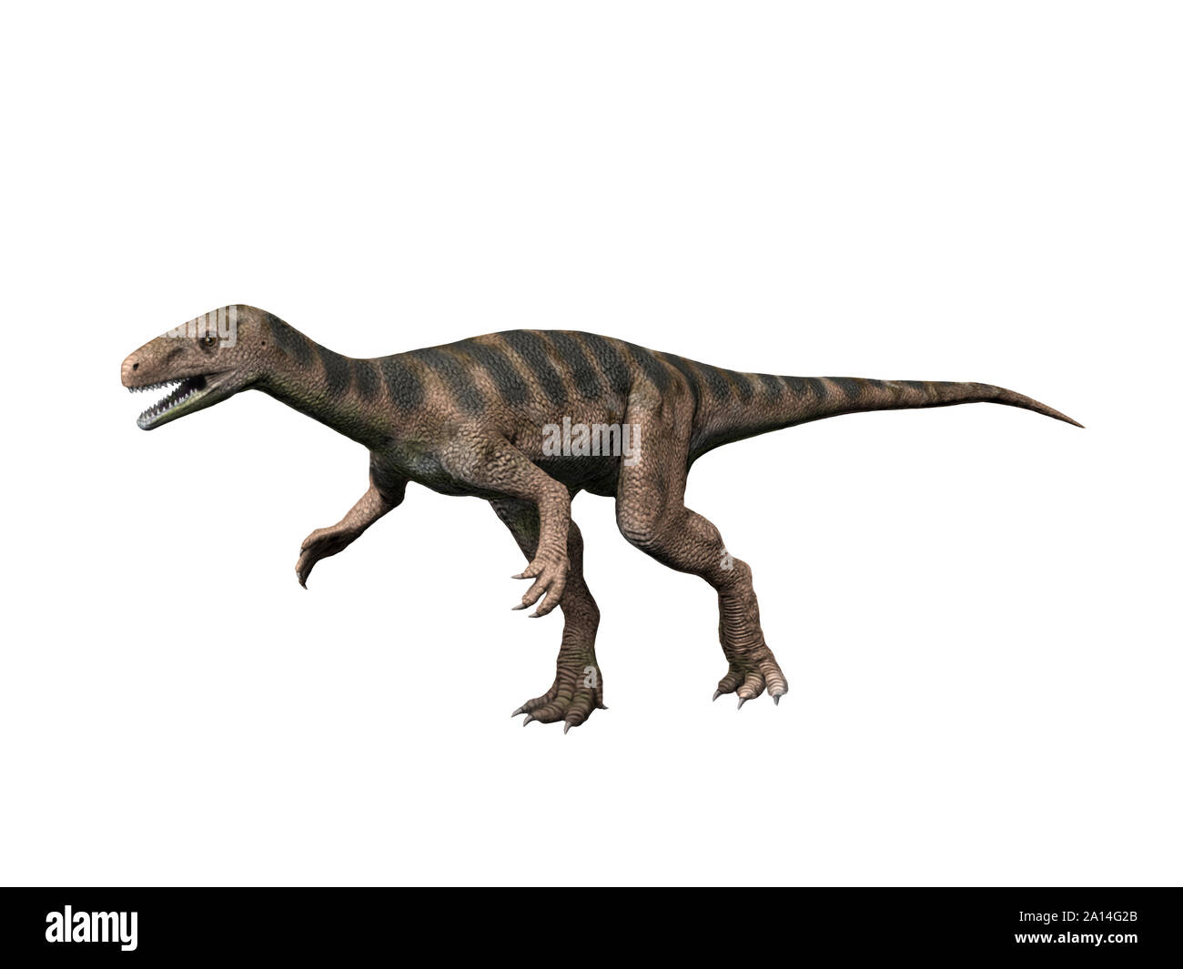 Eodromaeus murphi dinosaur, white background. Stock Photo