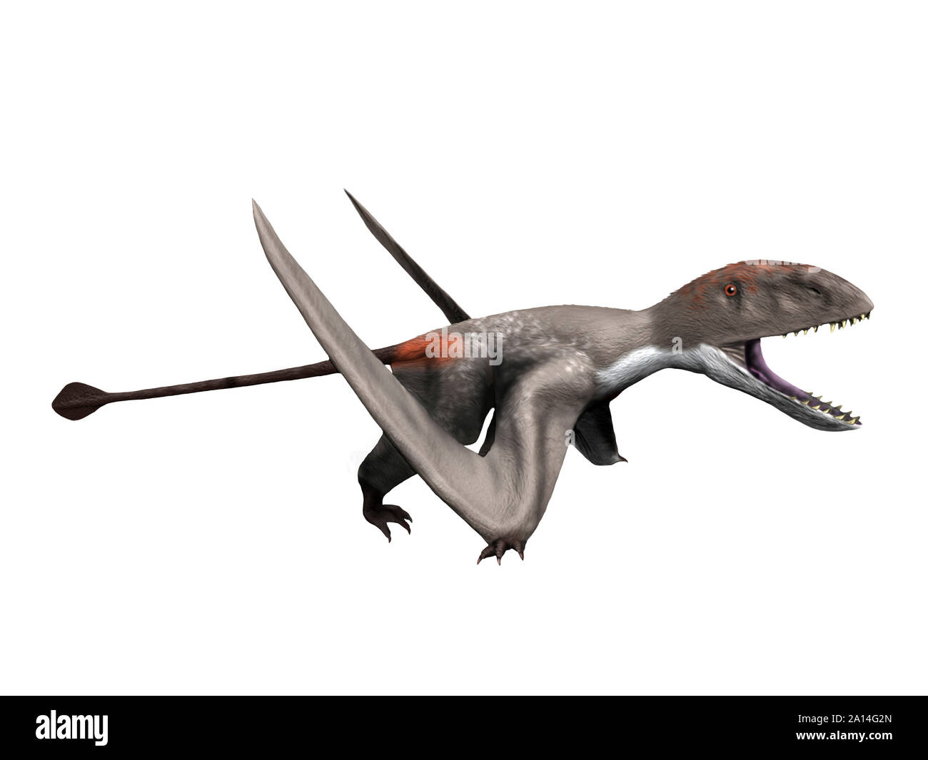 Dimorphodon macronyx, white background. Stock Photo