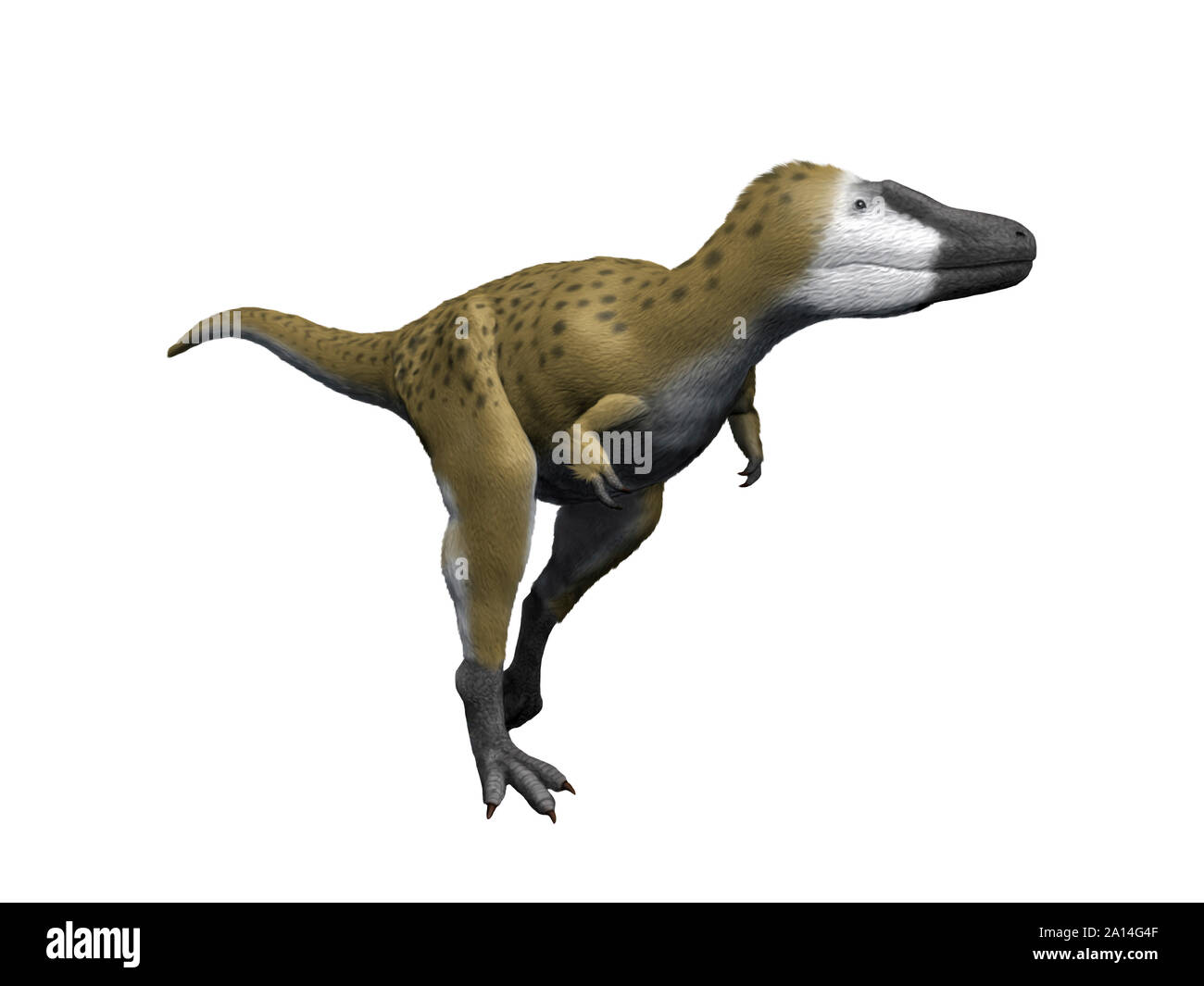 Nanotyrannus lancensis dinosaur, white background. Stock Photo