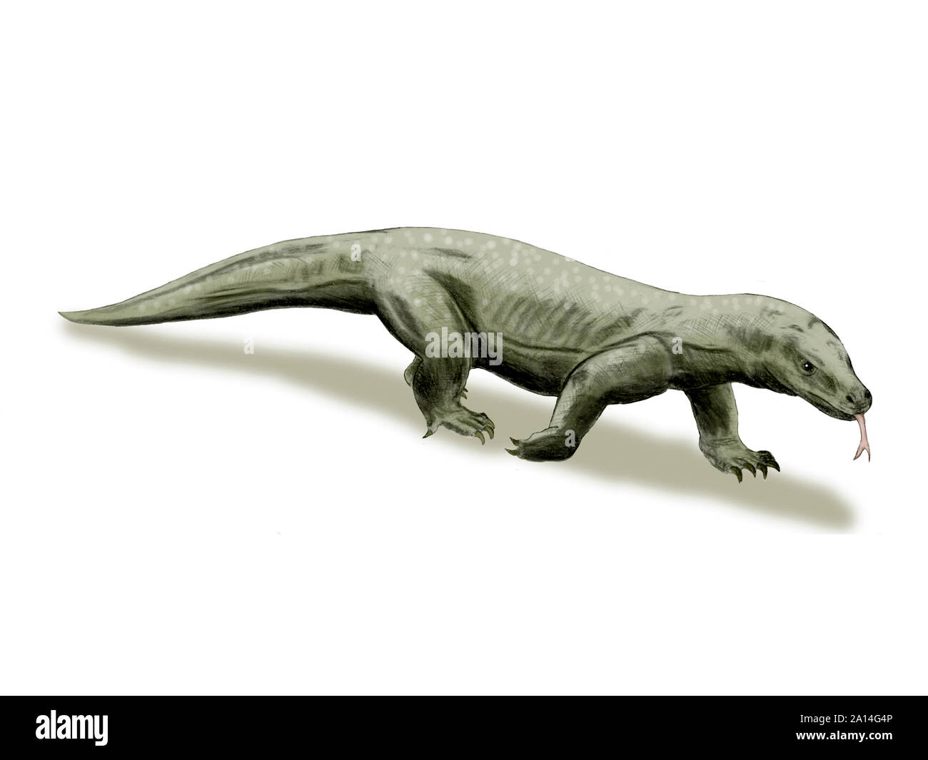 Megalania prisca, giant lizard, Pleistocene of Australia. Stock Photo