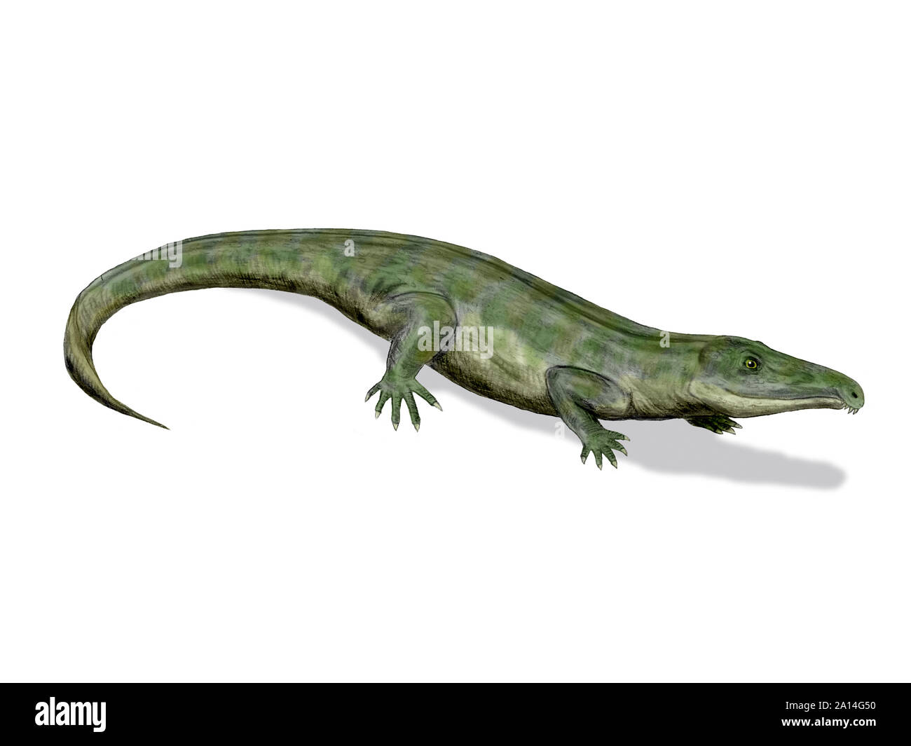 Proterosuchus fergusi, Archosauromorph, Early Triassic of South Africa. Stock Photo
