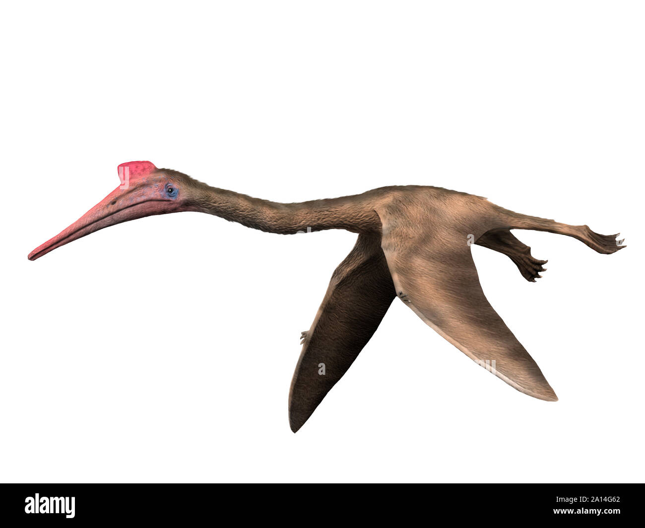 Quetzalcoatlus northropi pterosaur on white background. Stock Photo