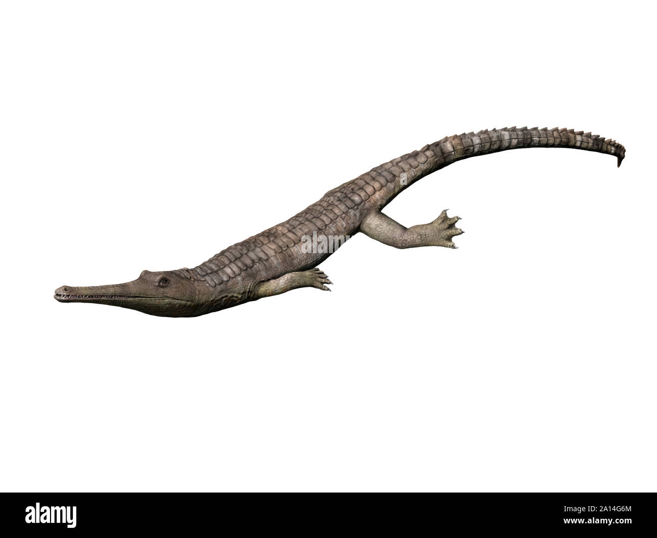 Steneosaurus bollensis, Thalattosuchia, Early Jurassic of Germany. Stock Photo