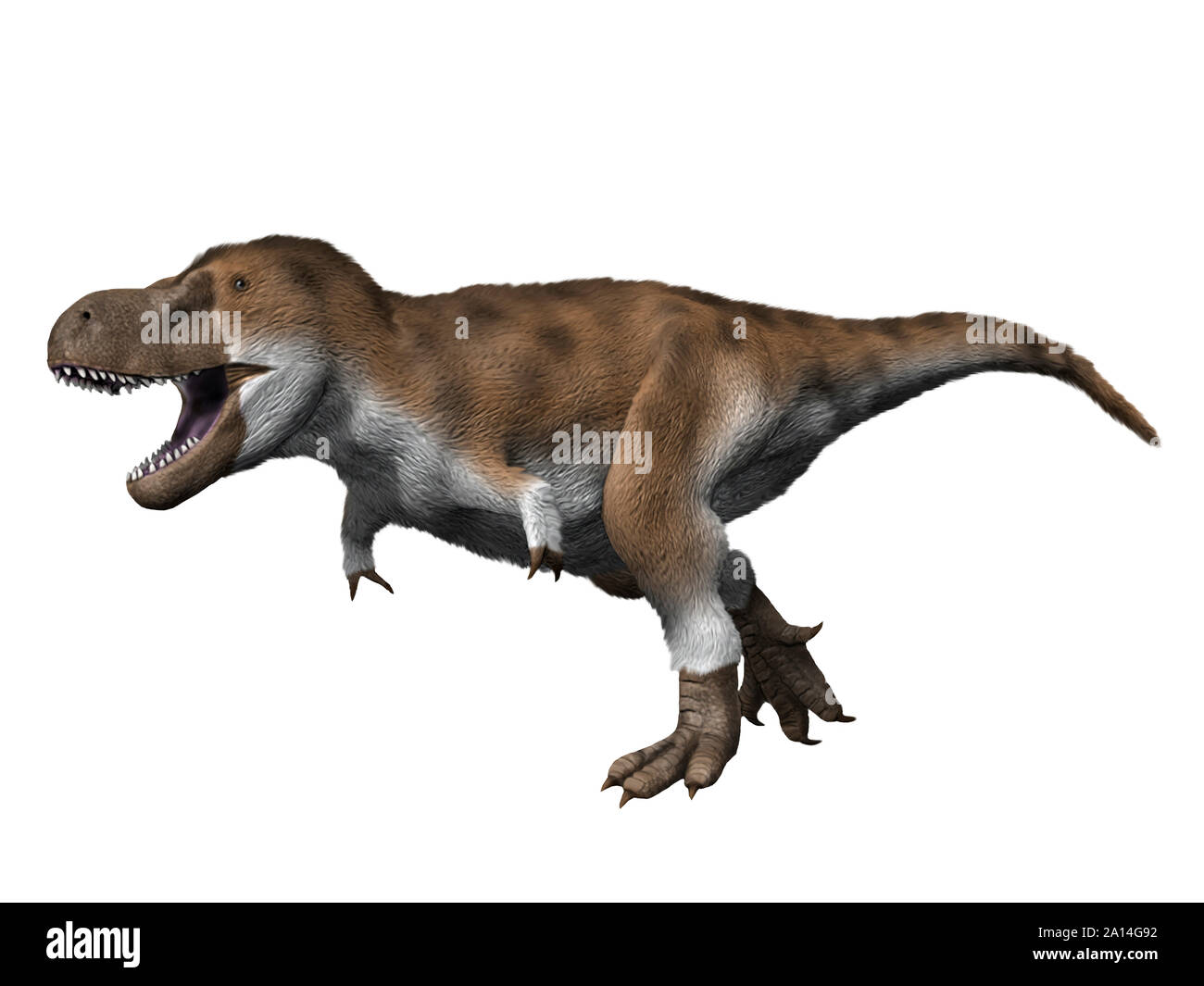 Tyrannosaurus rex dinosaur, white background. Stock Photo