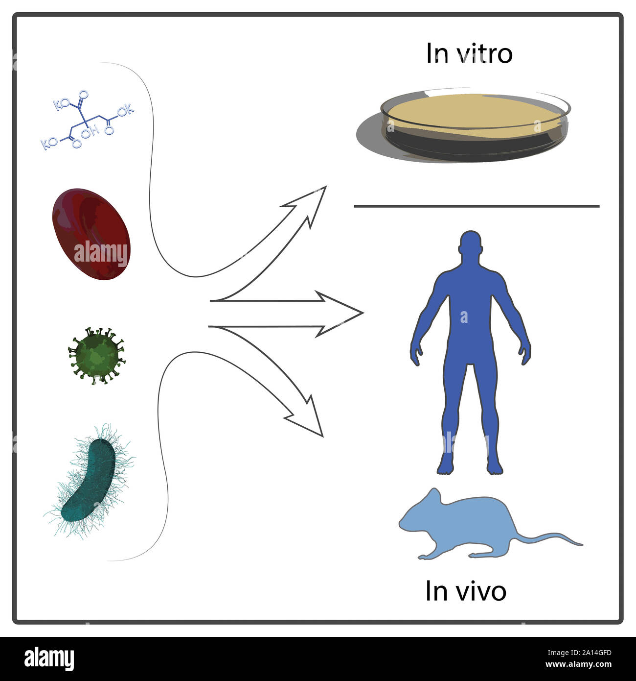 A diagram depicting in vivo and in vitro testing.