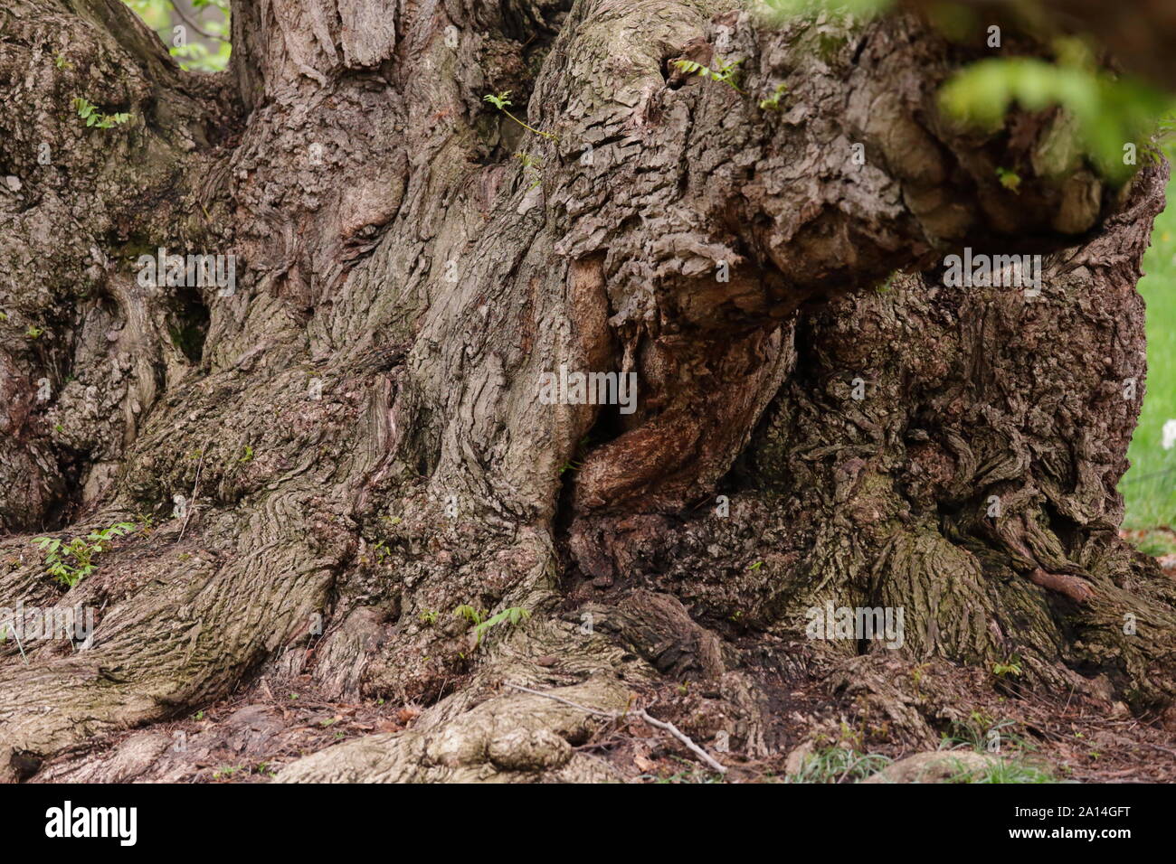 Old Living Tree Trunk Stock Photo Alamy