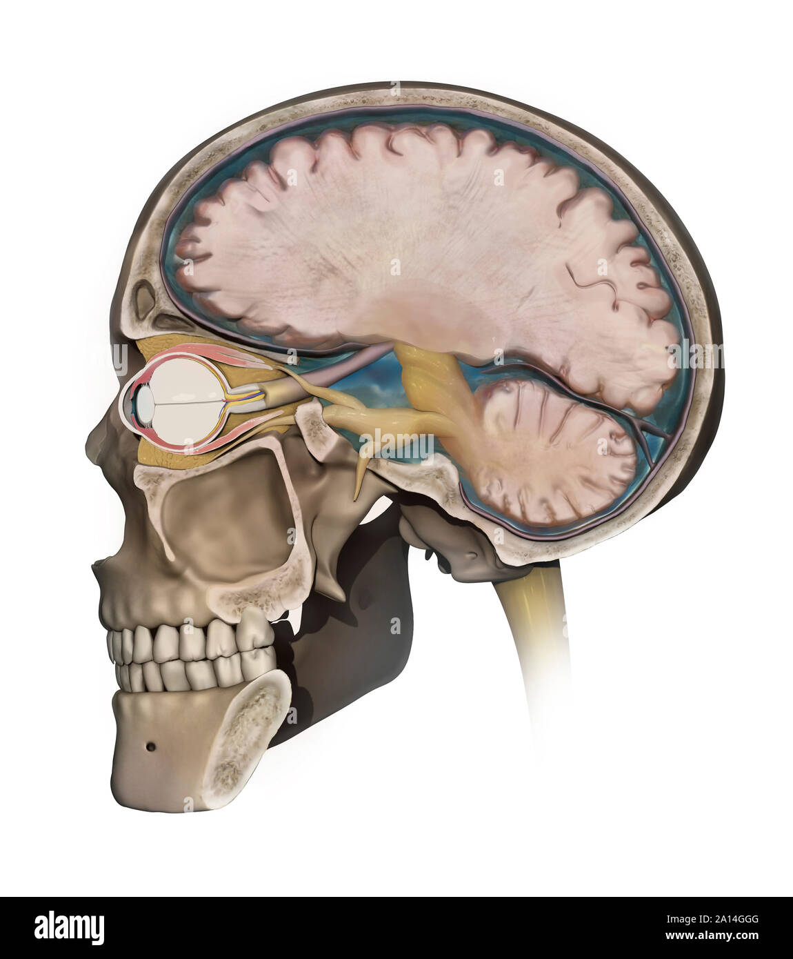 Mandibular nerve hi-res stock photography and images - Alamy