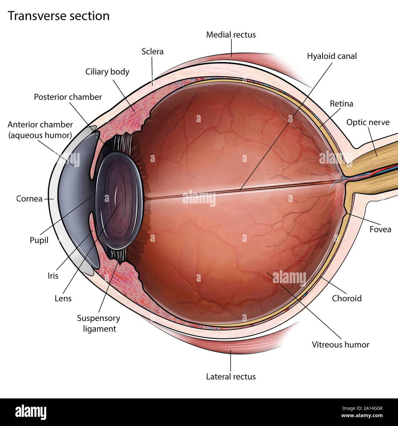 Transverse section of eye anatomy with labels. Stock Photo