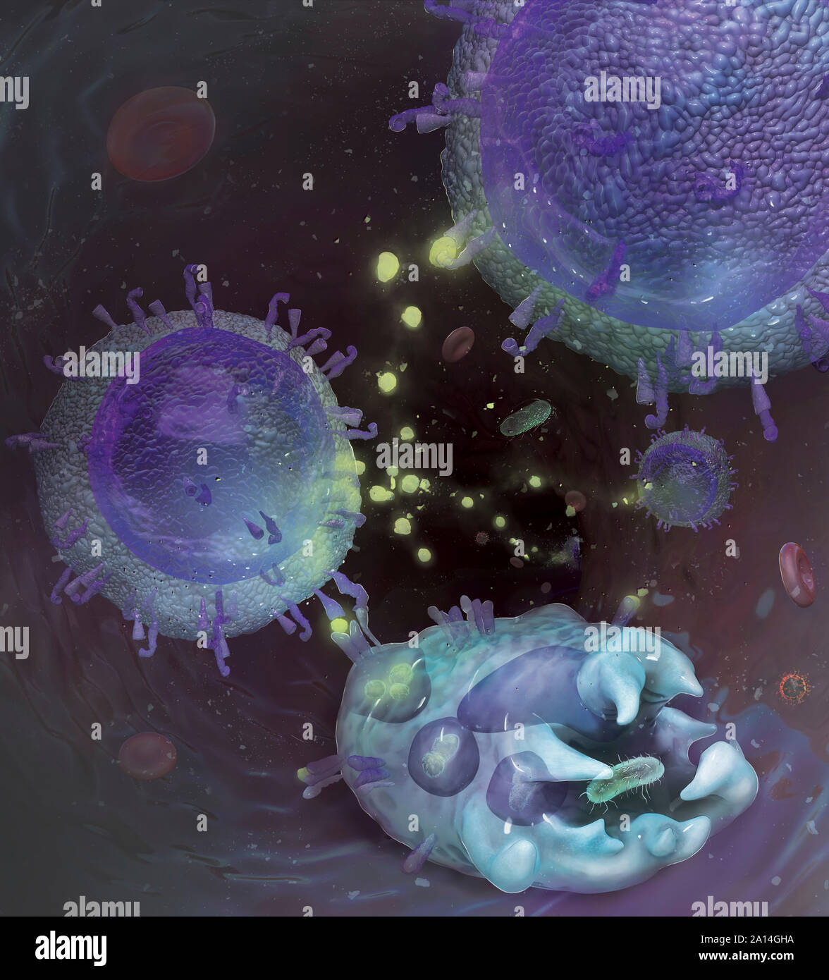 Medical illustration depicting immune system interaction at cellular level. Stock Photo