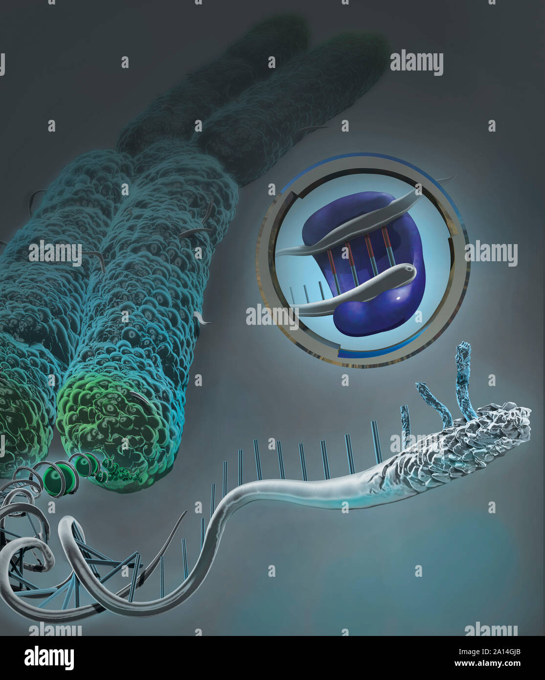 Dna chromosome diagram hi-res stock photography and images - Alamy