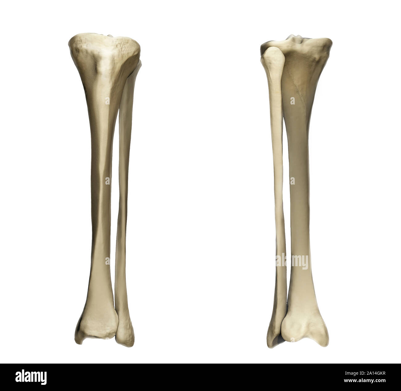 Anterior and posterior view of the tibia and fibula. Stock Photo