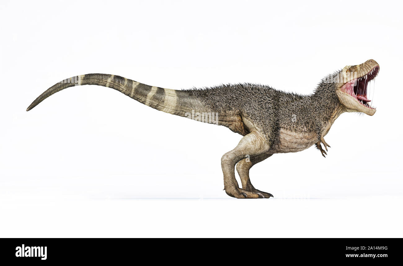 3D rendering of T-rex with feathers, side view on white background. Stock Photo