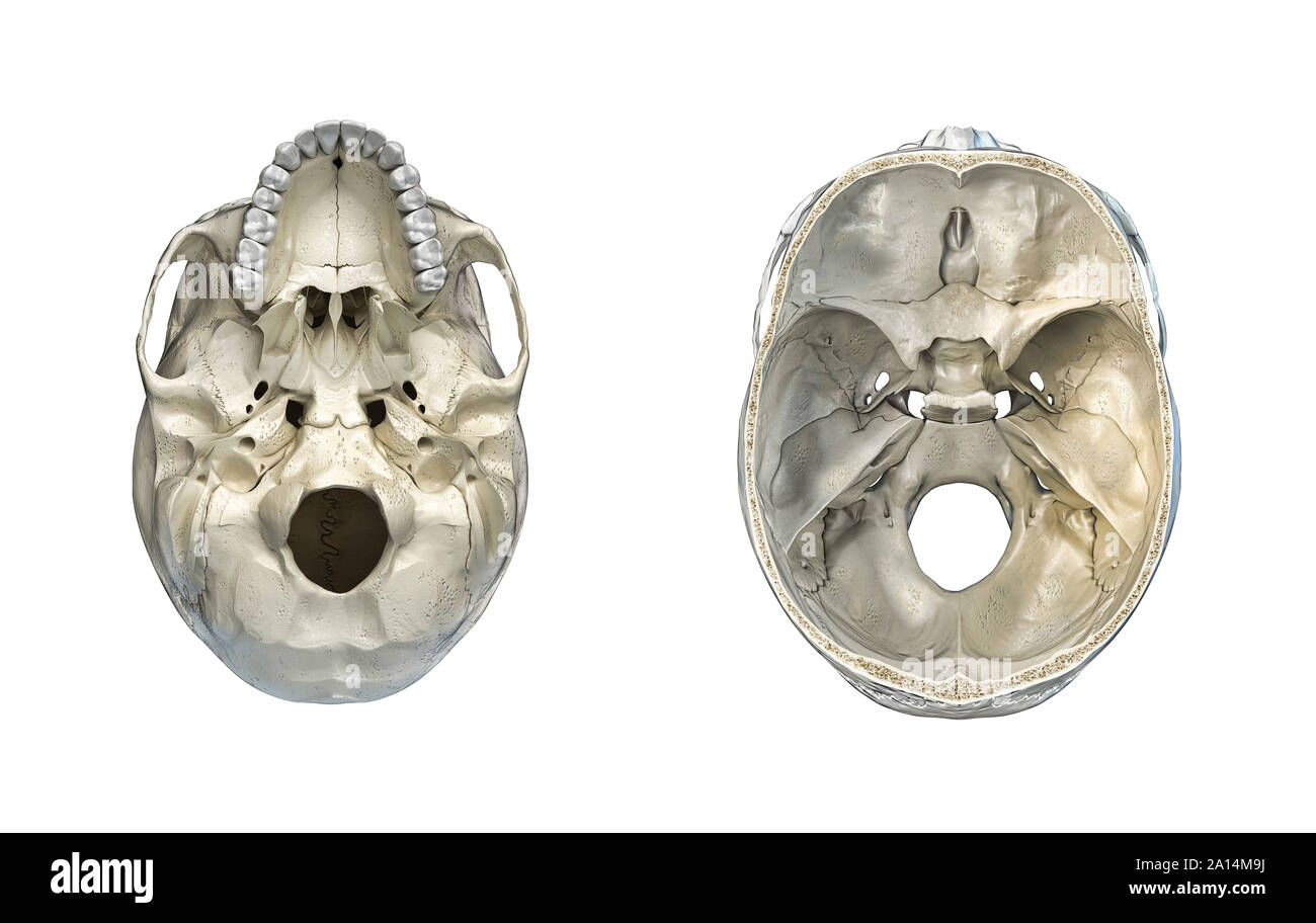 Human skull transversal cross-section and bottom view, Stock Photo