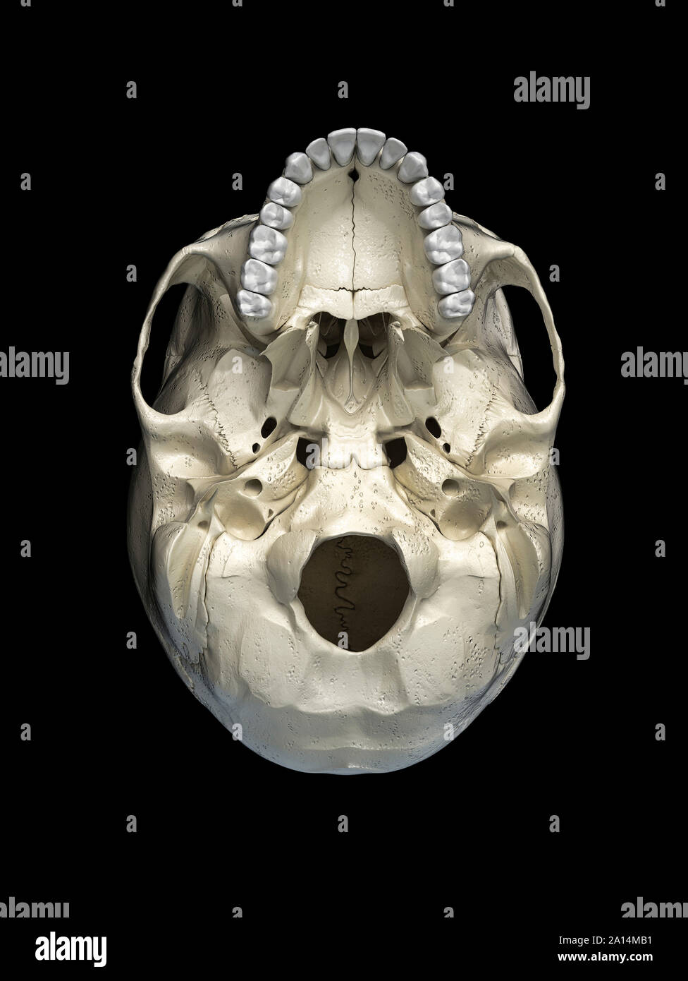 Human skull viewed from the bottom, on black background. Stock Photo