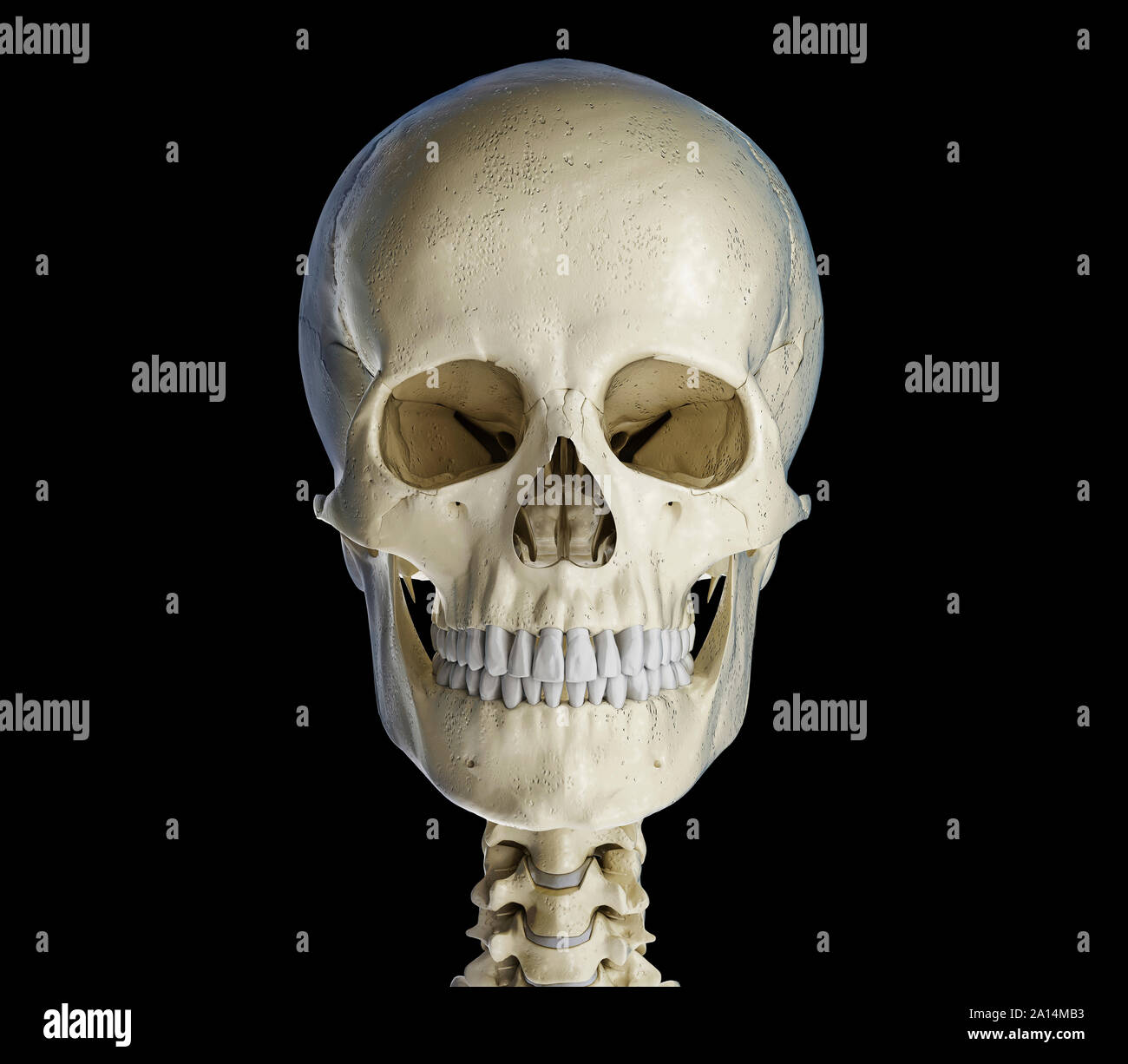 Human skull viewed from the front, on black background. Stock Photo