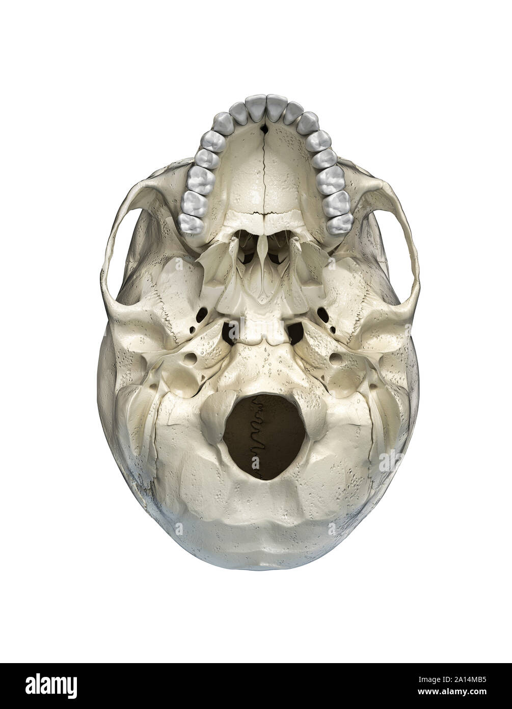 Human skull viewed from the bottom, on white background. Stock Photo