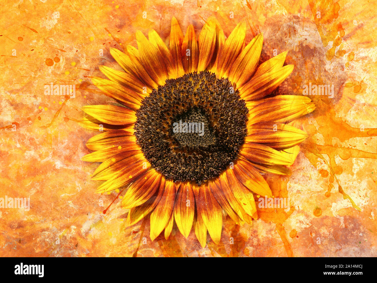 Gorgeous flower background illustration with paint spatter and vintage grunge texture design, warm yellow orange autumn colors, gerbera daisy plant Stock Photo
