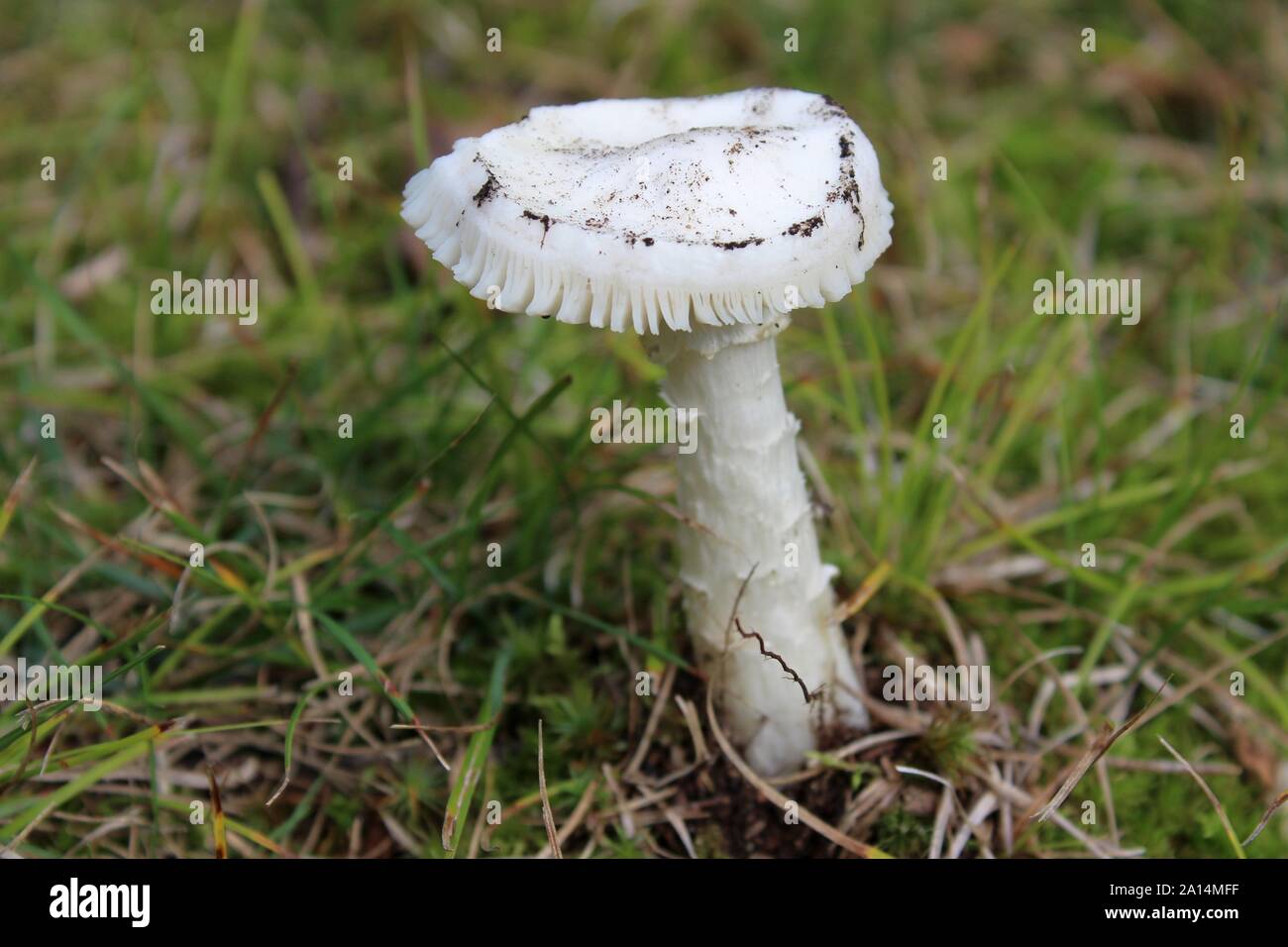 A White Frilly Mushroom In The Grass Stock Photo