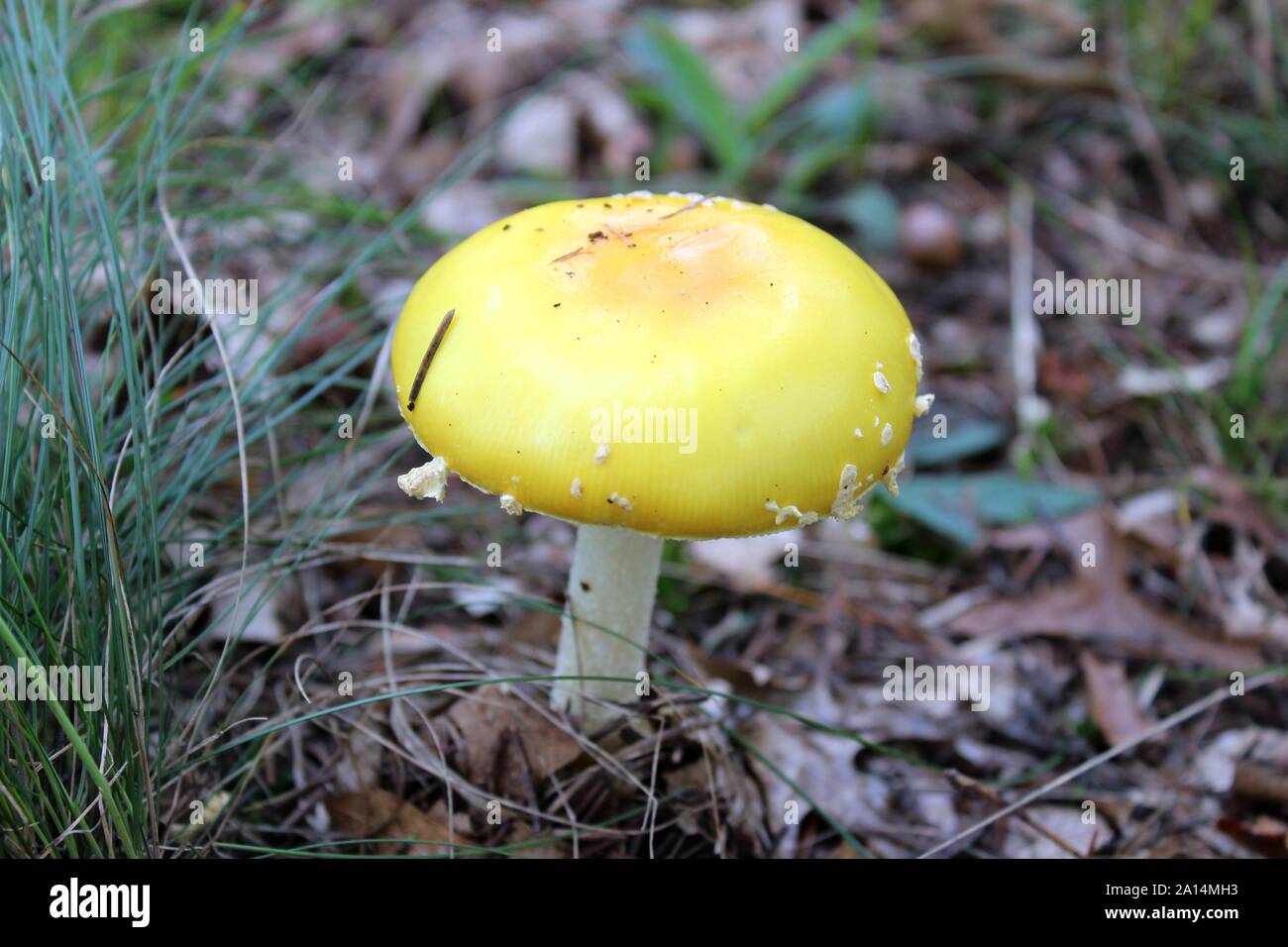 A Yellow Mushroom Growing Along The Trail Stock Photo